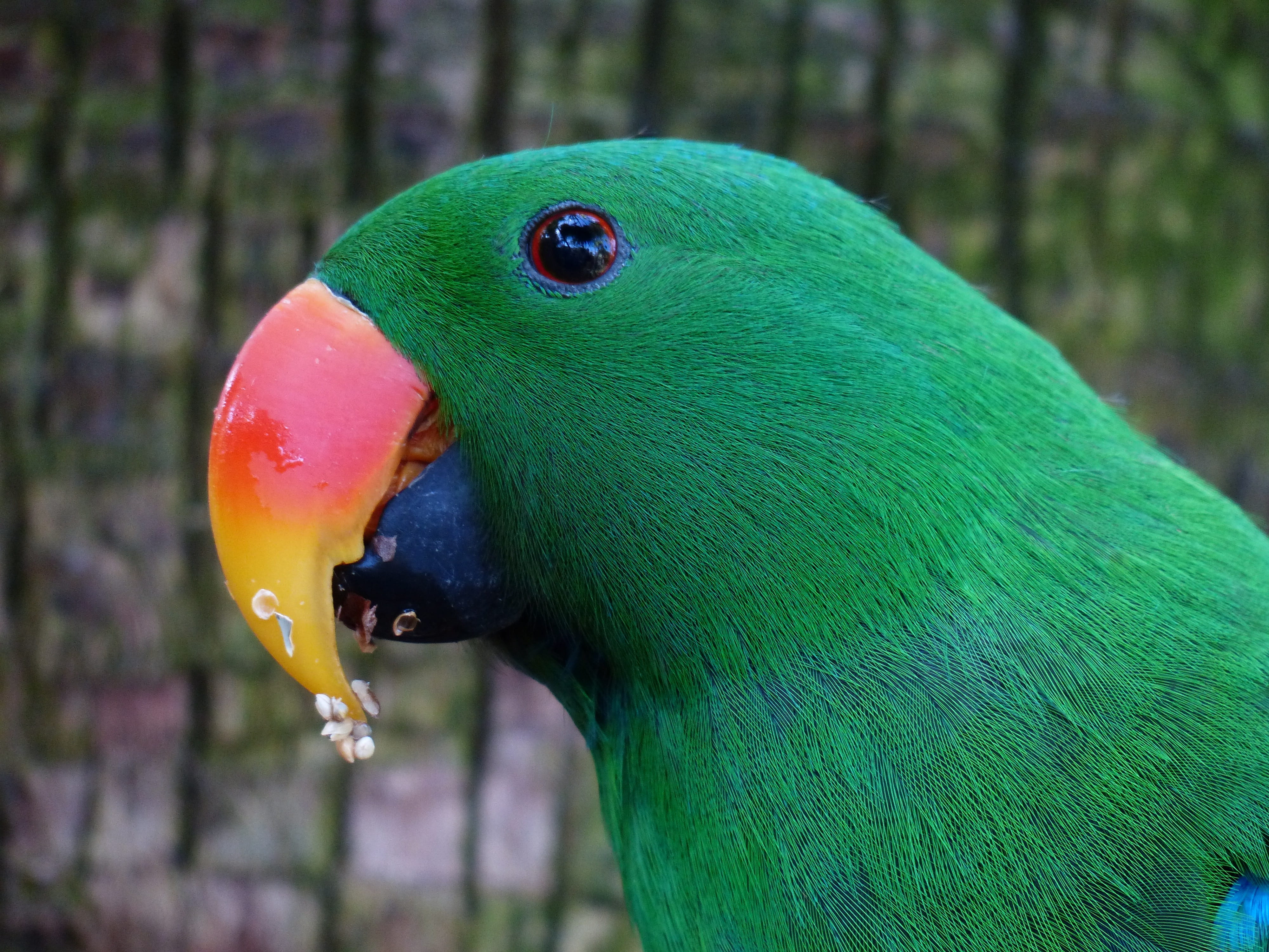 Wallpaper / eating, day, animal wildlife, green color, animal body part, animal eye, multi colored, food, bird, eclectus roratus riedeli, vertebrate, animal, eclectus roratus free download