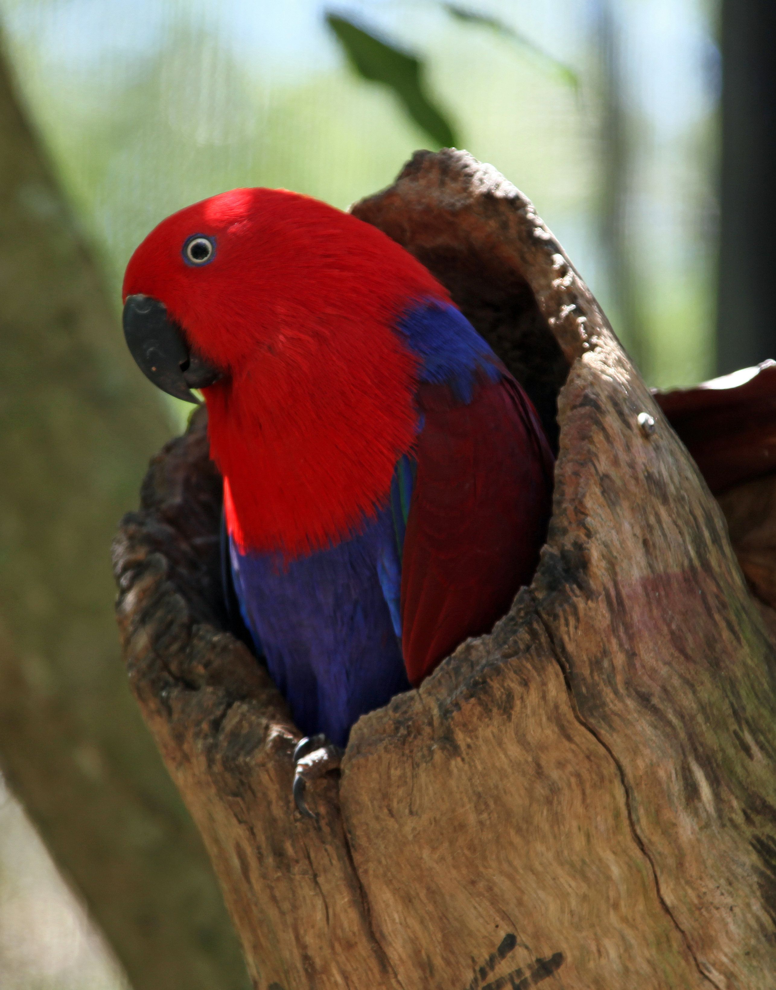 Female Eclectus Parrot. Pet birds, Cute birds, Parrot