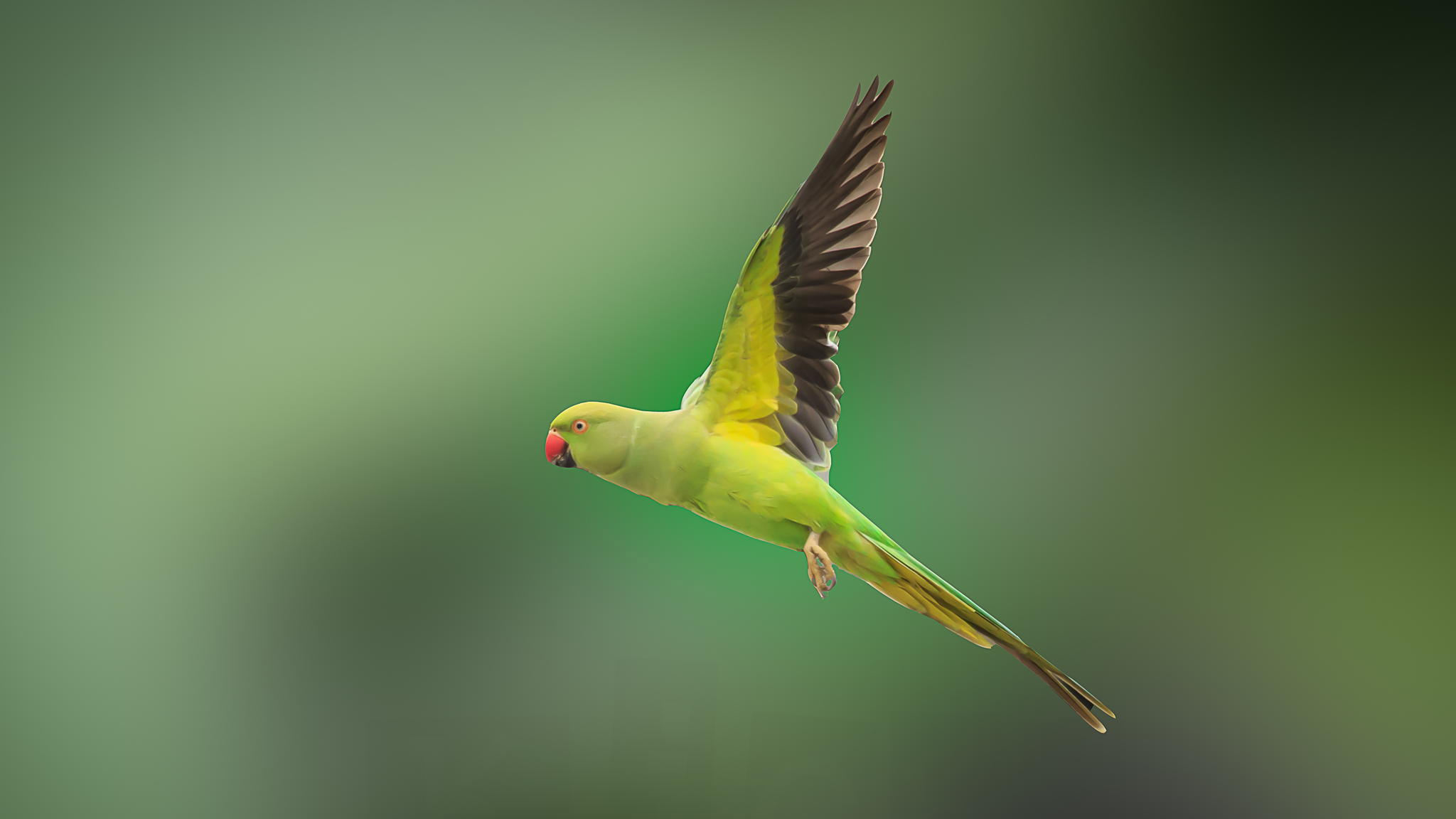 Wallpaper Blue Yellow and Green Macaw, Background Free Image