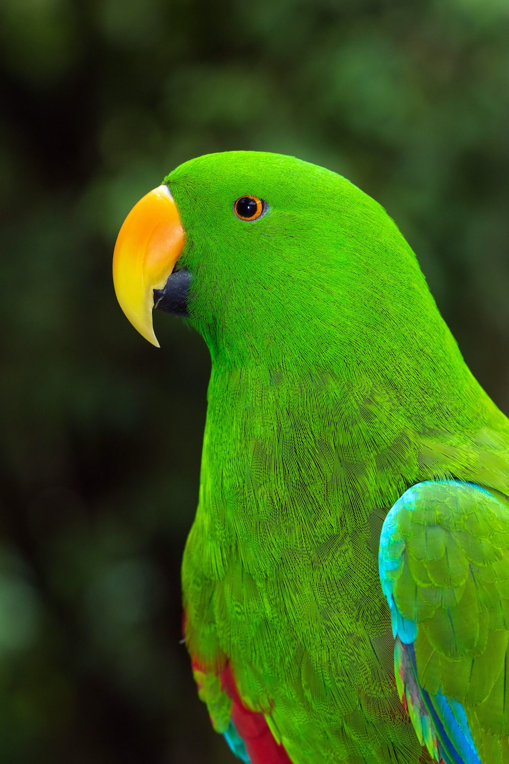 A close up of a green parrot with a yellow beak photo