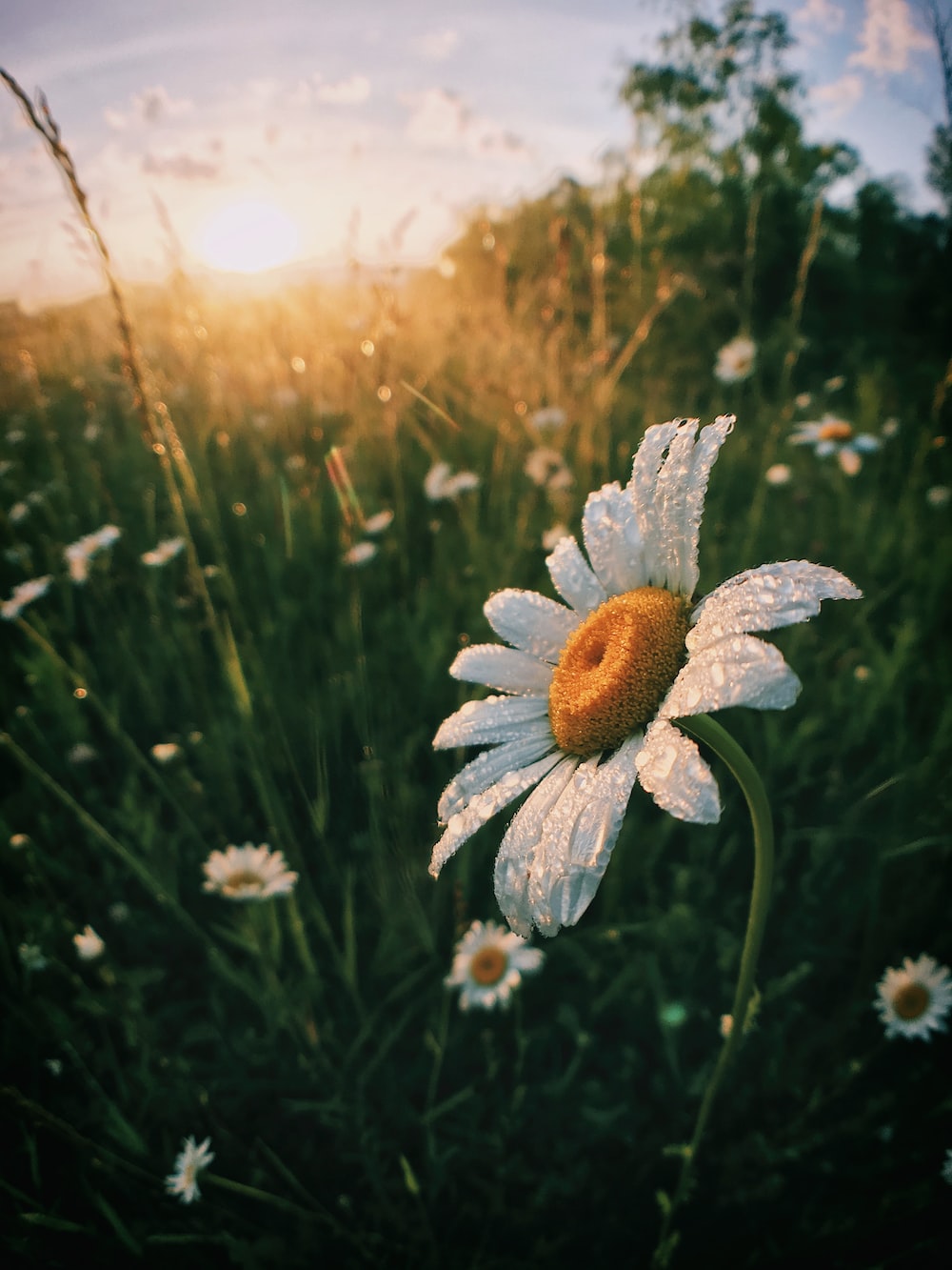 HD wallpaper: Sunrise Morning First Sun Rays Flowers Meadow With Mountain  Lake Mountains Hd Wallpaper For Desktop | Wallpaper Flare