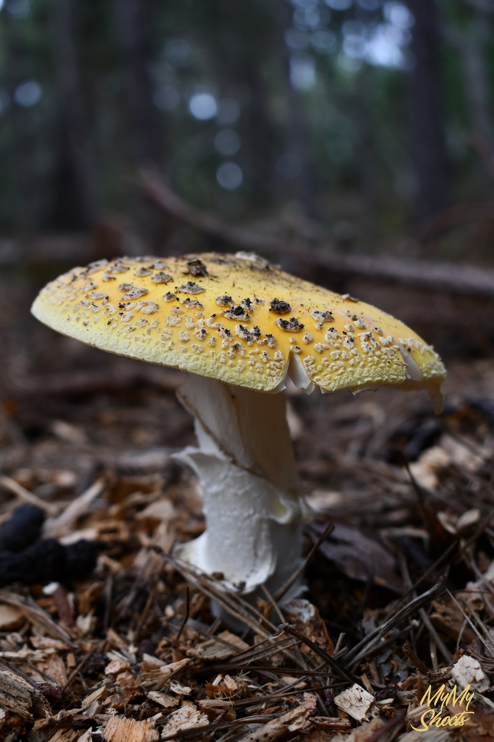 A mushroom growing in the woods photo