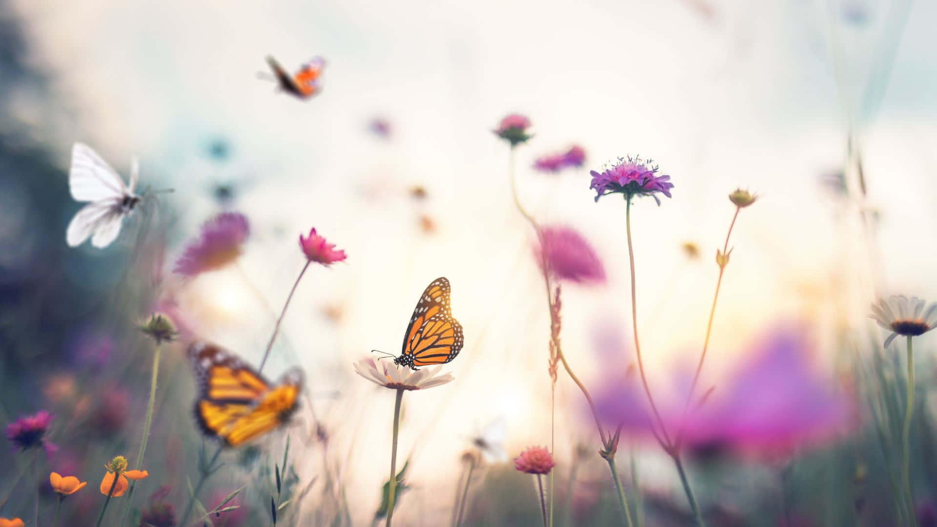 Butterfly Aesthetic HD Wallpaper, Free Butterfly Aesthetic Wallpaper Image For All Devices