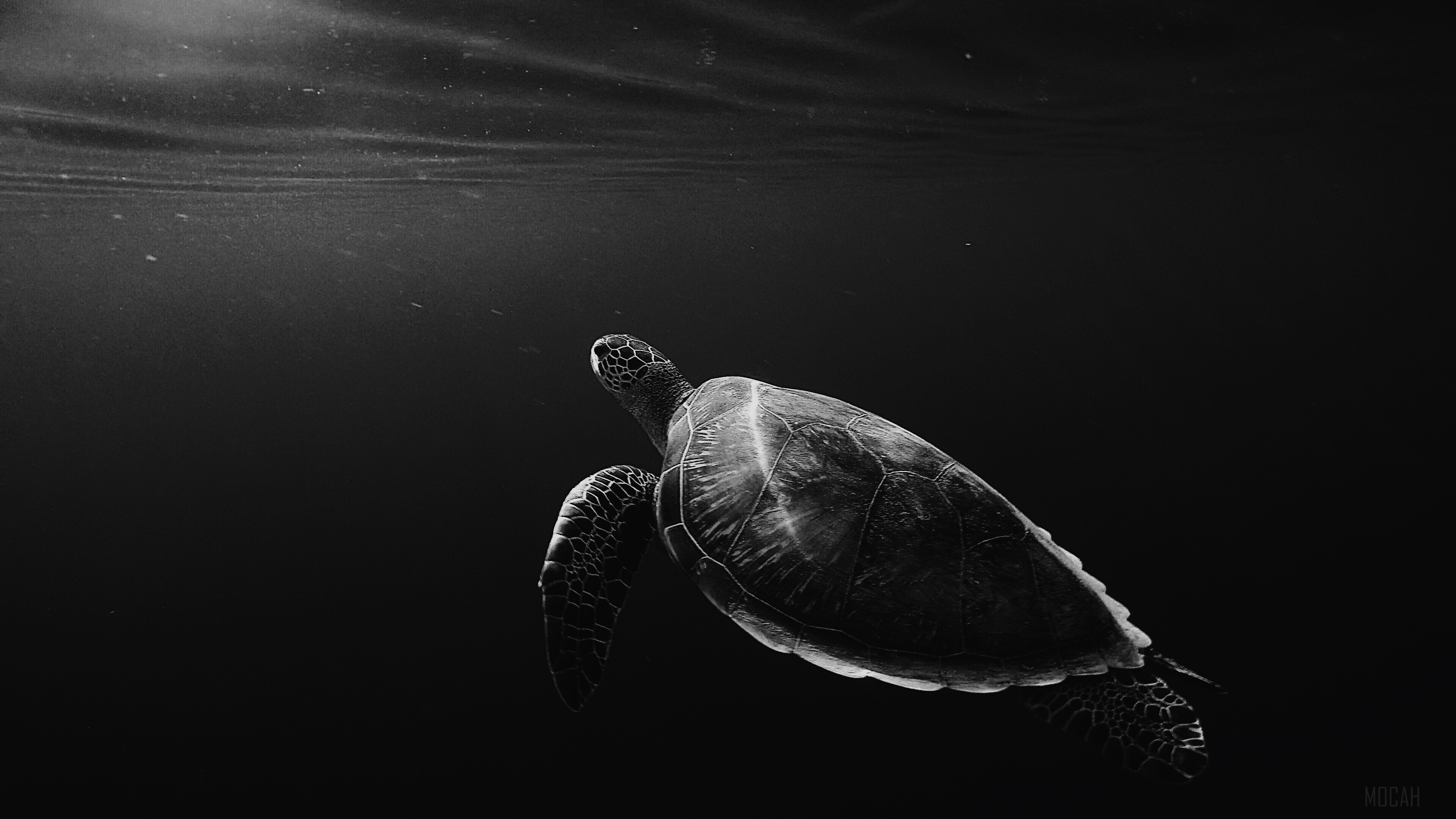 Turtle Oled 4K, HD Wallpaper
