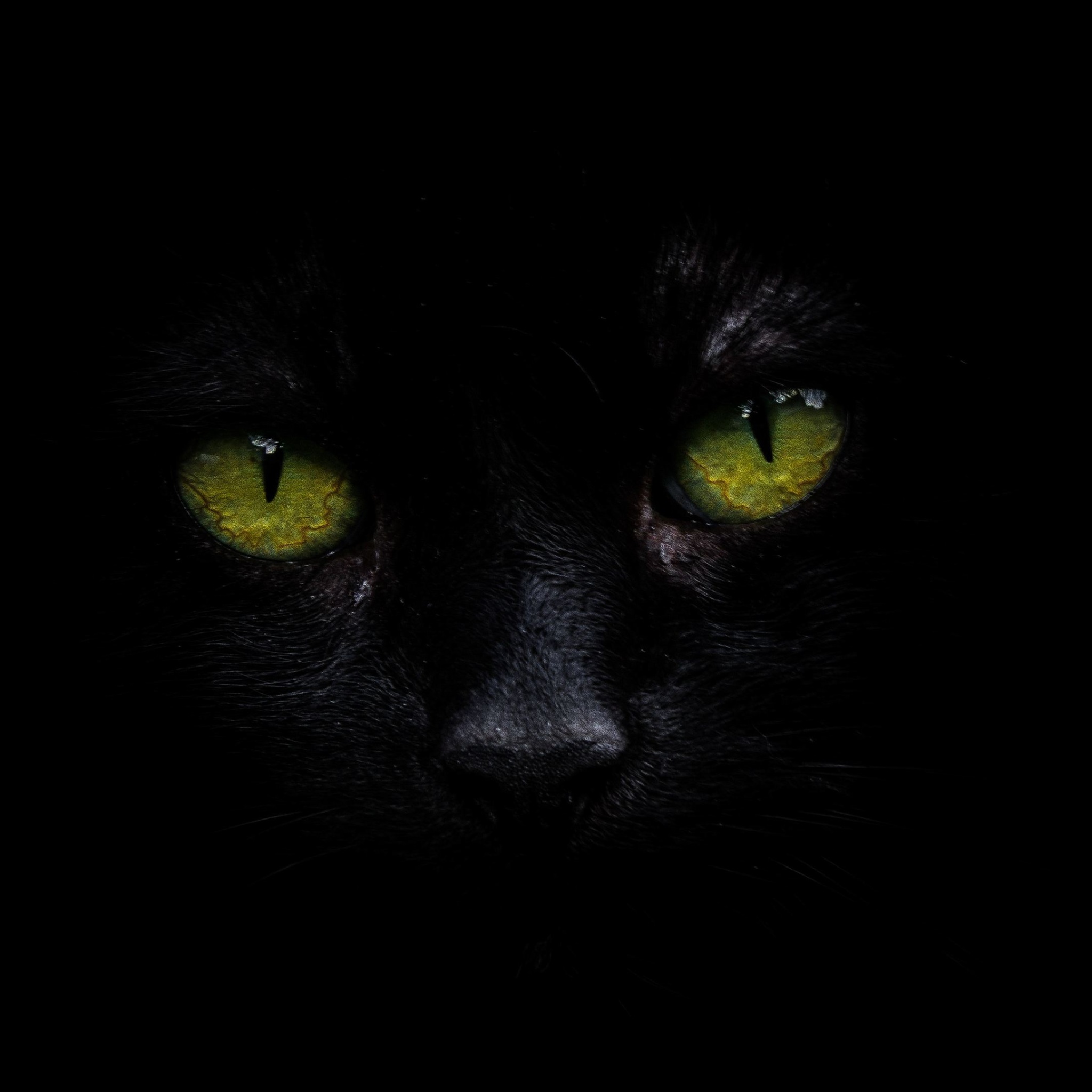 Wallpaper 4k Cat Oled 4k Wallpaper