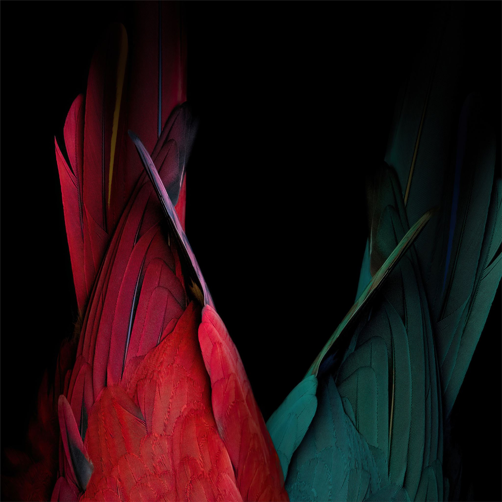 birds tail oled bakground 4k iPad Pro Wallpaper Free Download