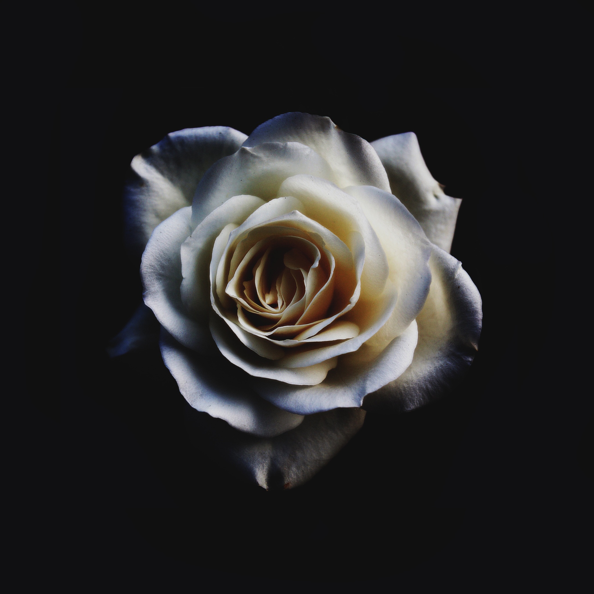 Wallpaper 4k White Rose Oled 4k Wallpaper