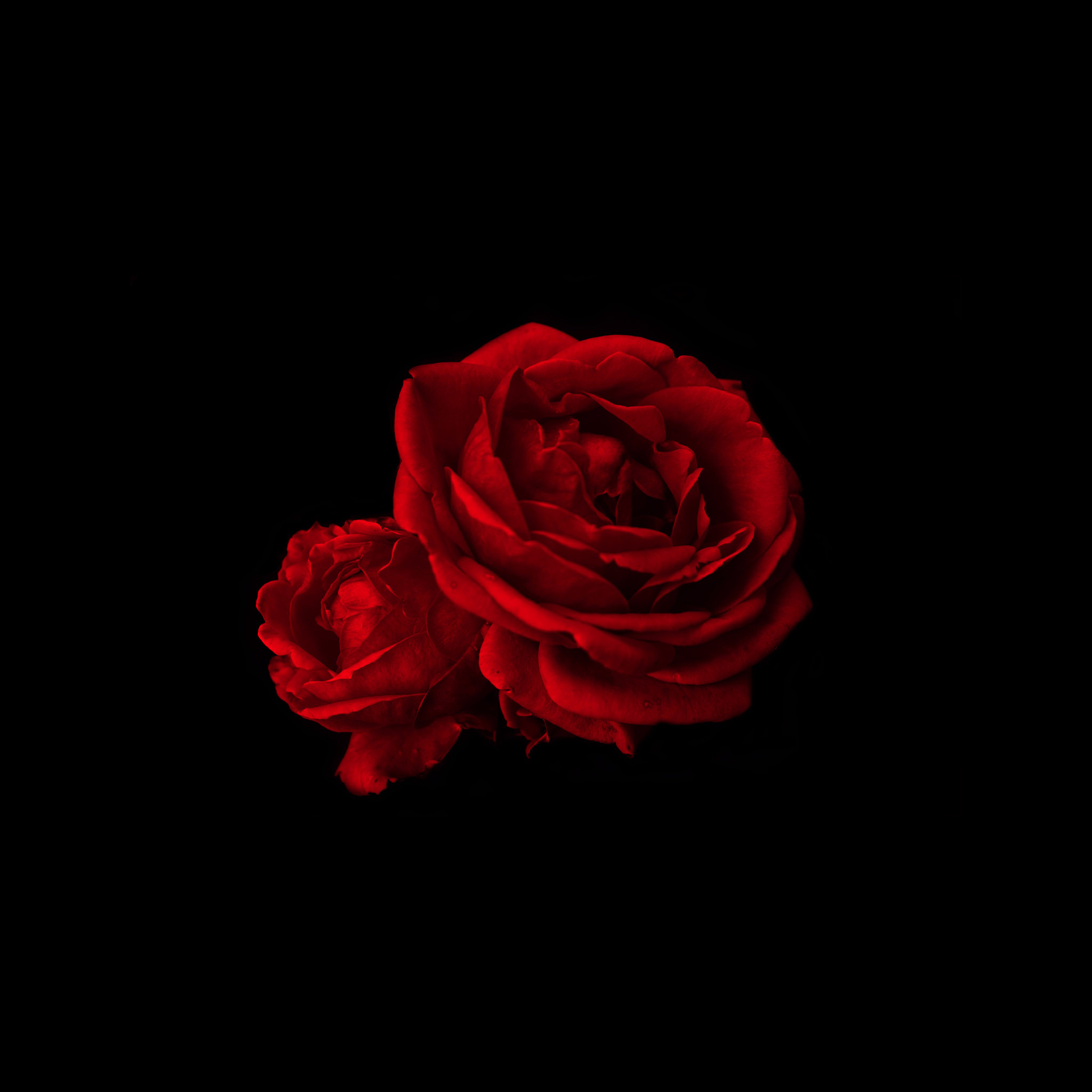 Red Rose IPhone Wallpaper
