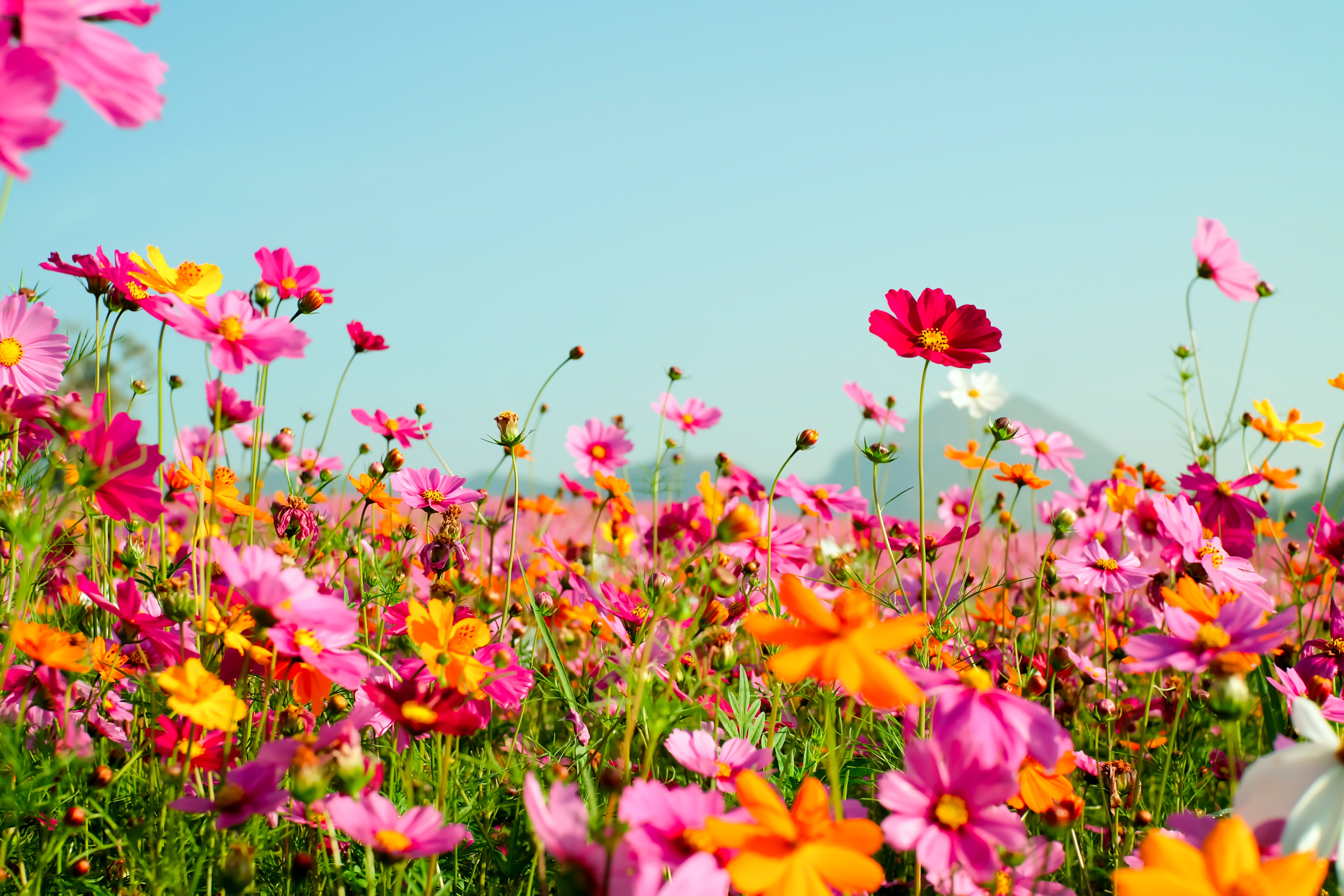 HD desktop wallpaper: Flowers, Summer, Flower, Earth, Meadow, Cosmos, Pink Flower, Orange Flower download free picture
