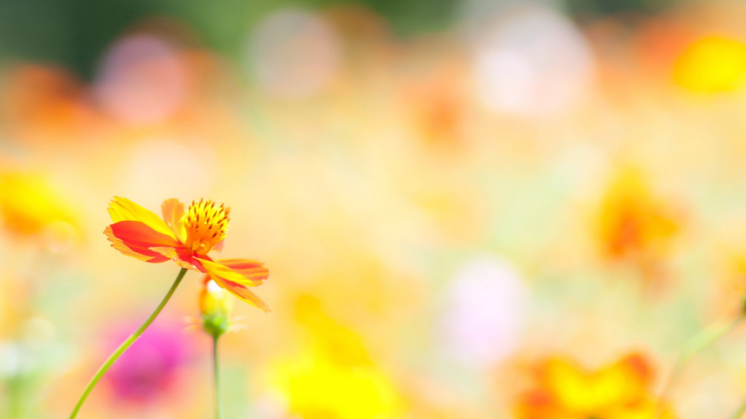 Summer Flower Background