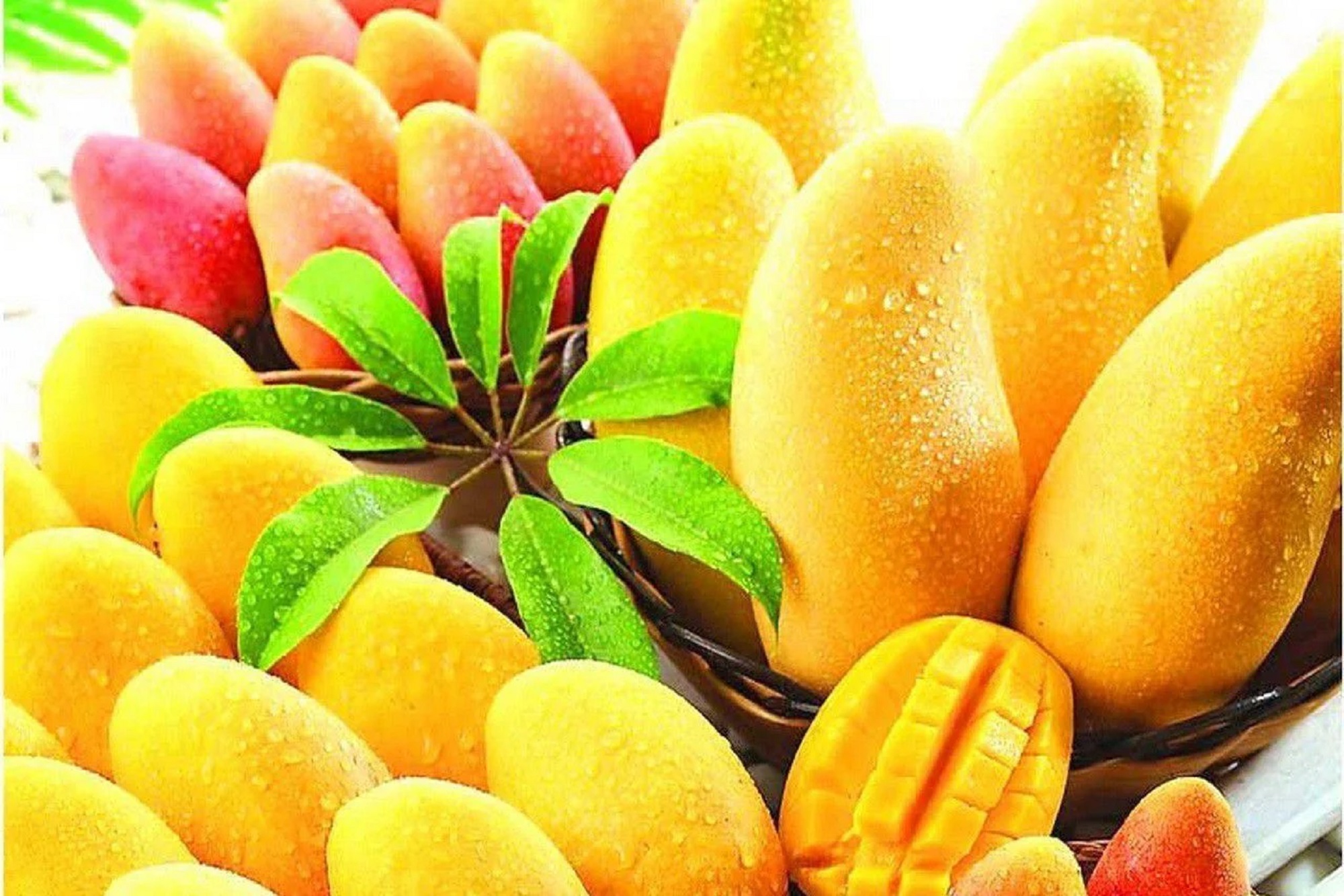 Buy Indian Mangoes Online. Queen Kesar Mango. Gift Mango USA Savanifarms