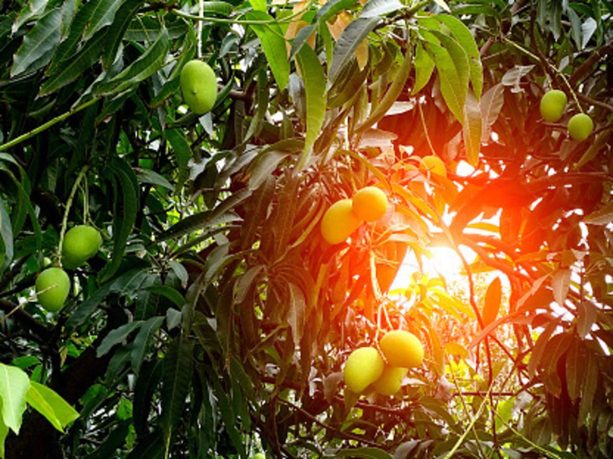 This summer, mango tourism is the new craze Travel