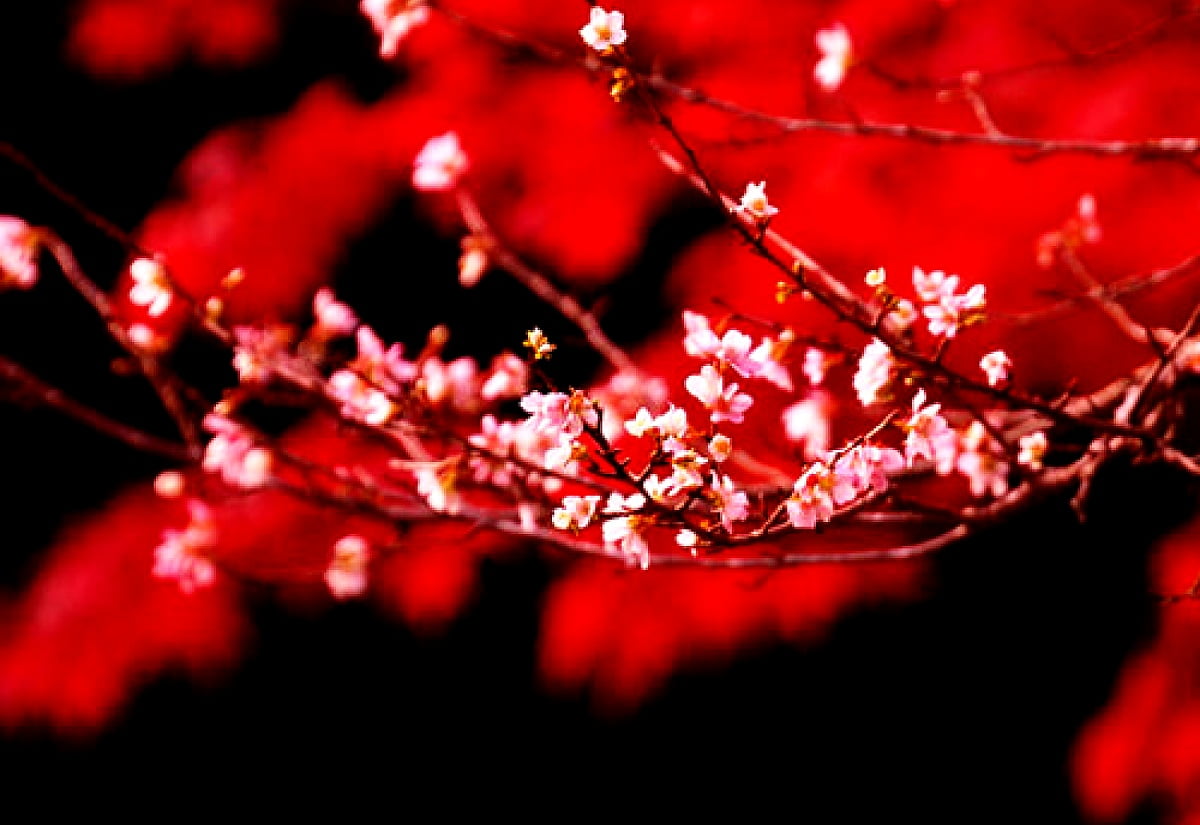 Spring Background Red Grey Spring Red Wallpapers - Wallpaper Cave