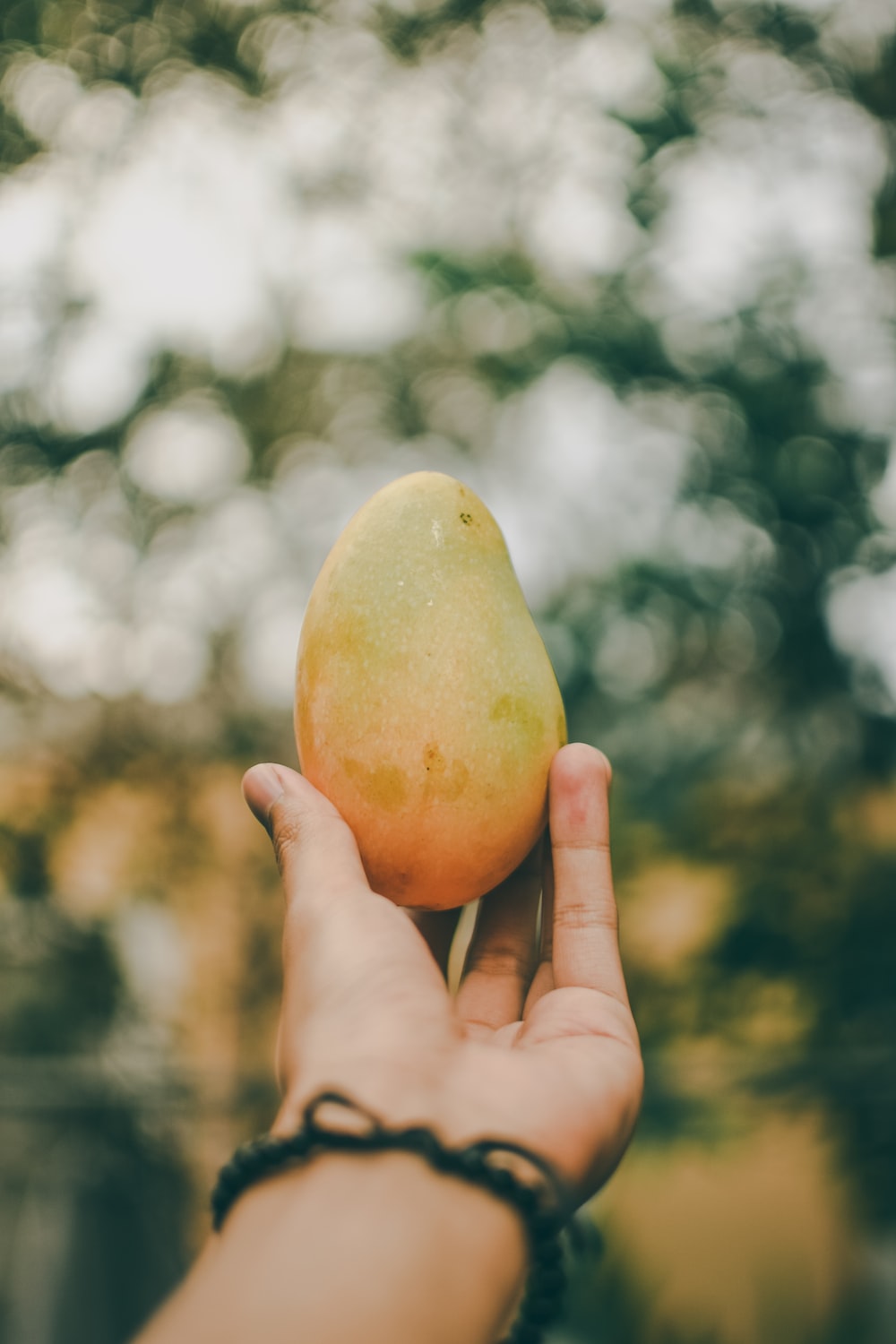 Mango Picture. Download Free Image