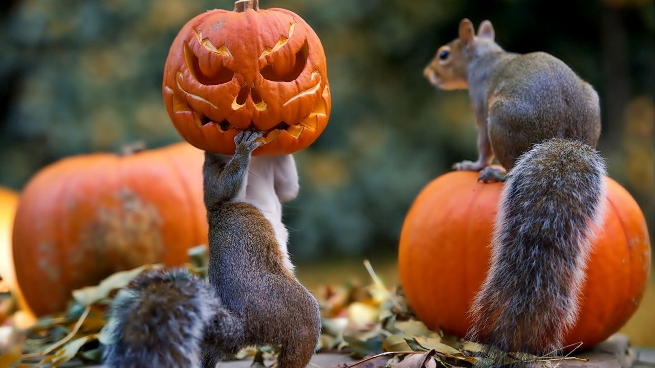 Download wallpaper 1280x720 halloween, squirrels, pumpkin, mask hd, hdv, 720p HD background