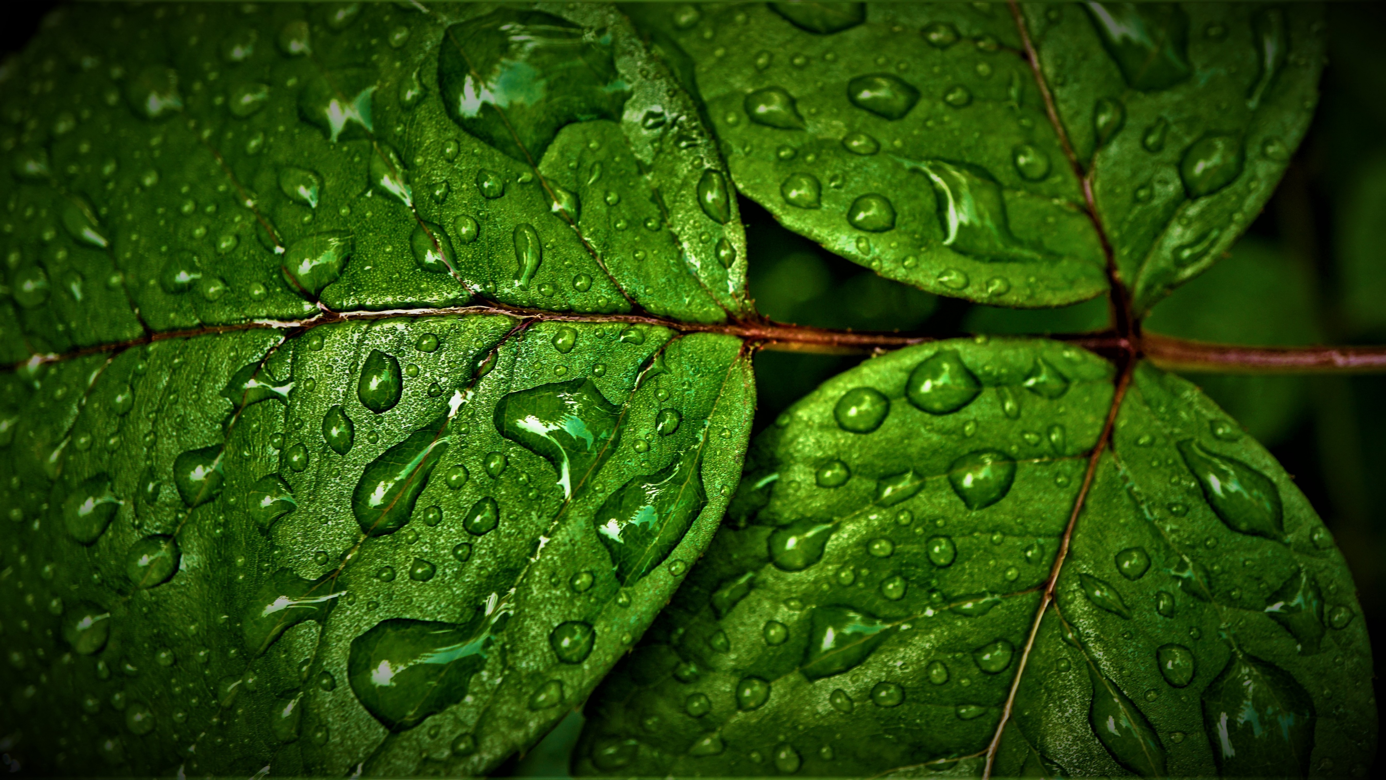 Green leaves Wallpaper 4K, Wet, Rain drops, Nature