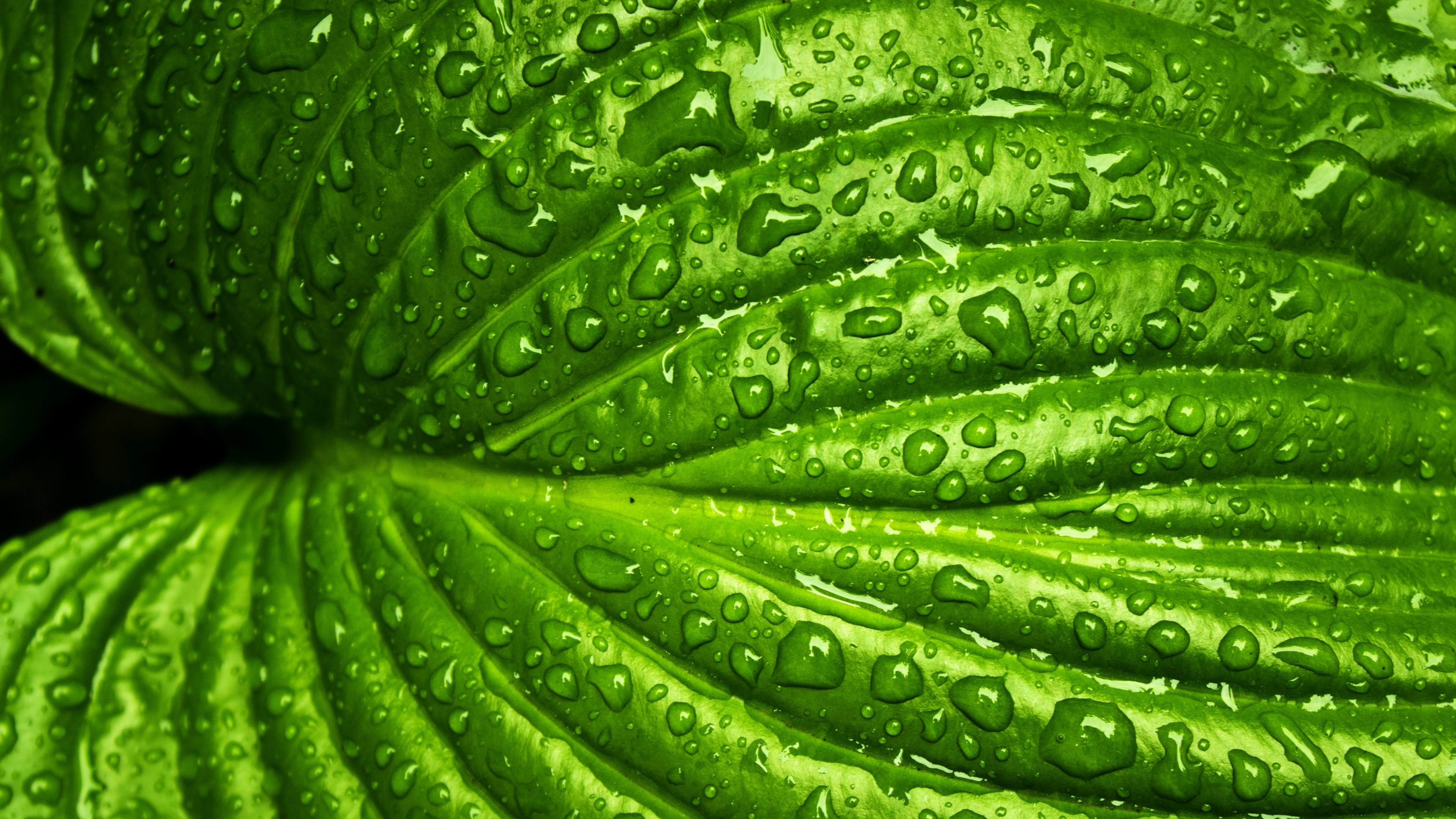 Wallpaper / leaf rain spring nature green plant natural 4k wallpaper free download