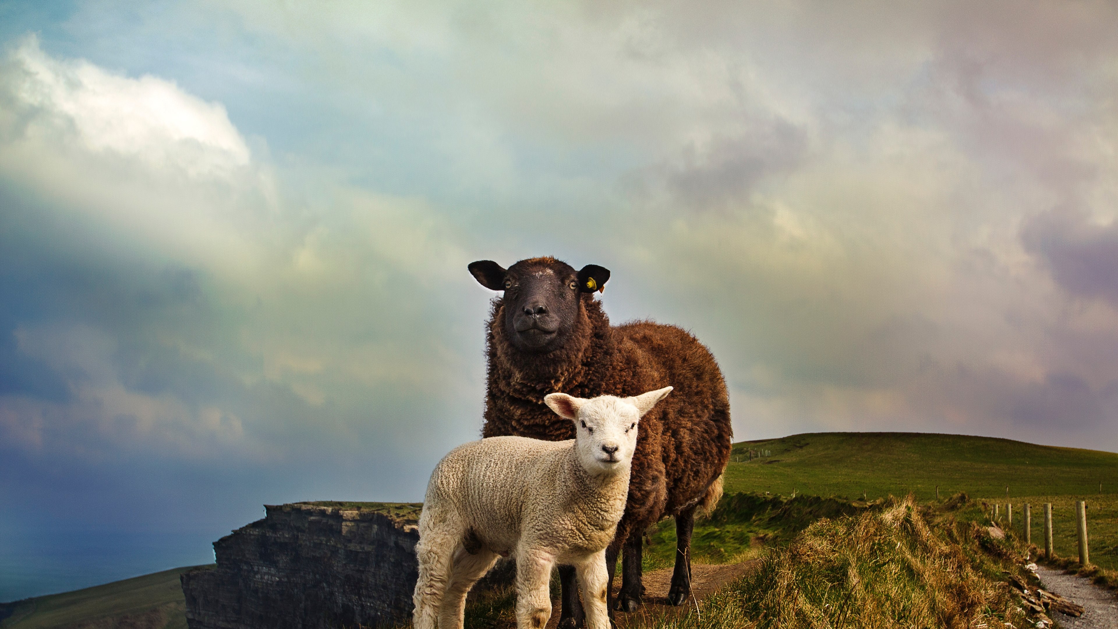 Wallpaper / brown sheep and white lamb stand on grassy hillside, sheep and lamb on hill 4k wallpaper free download