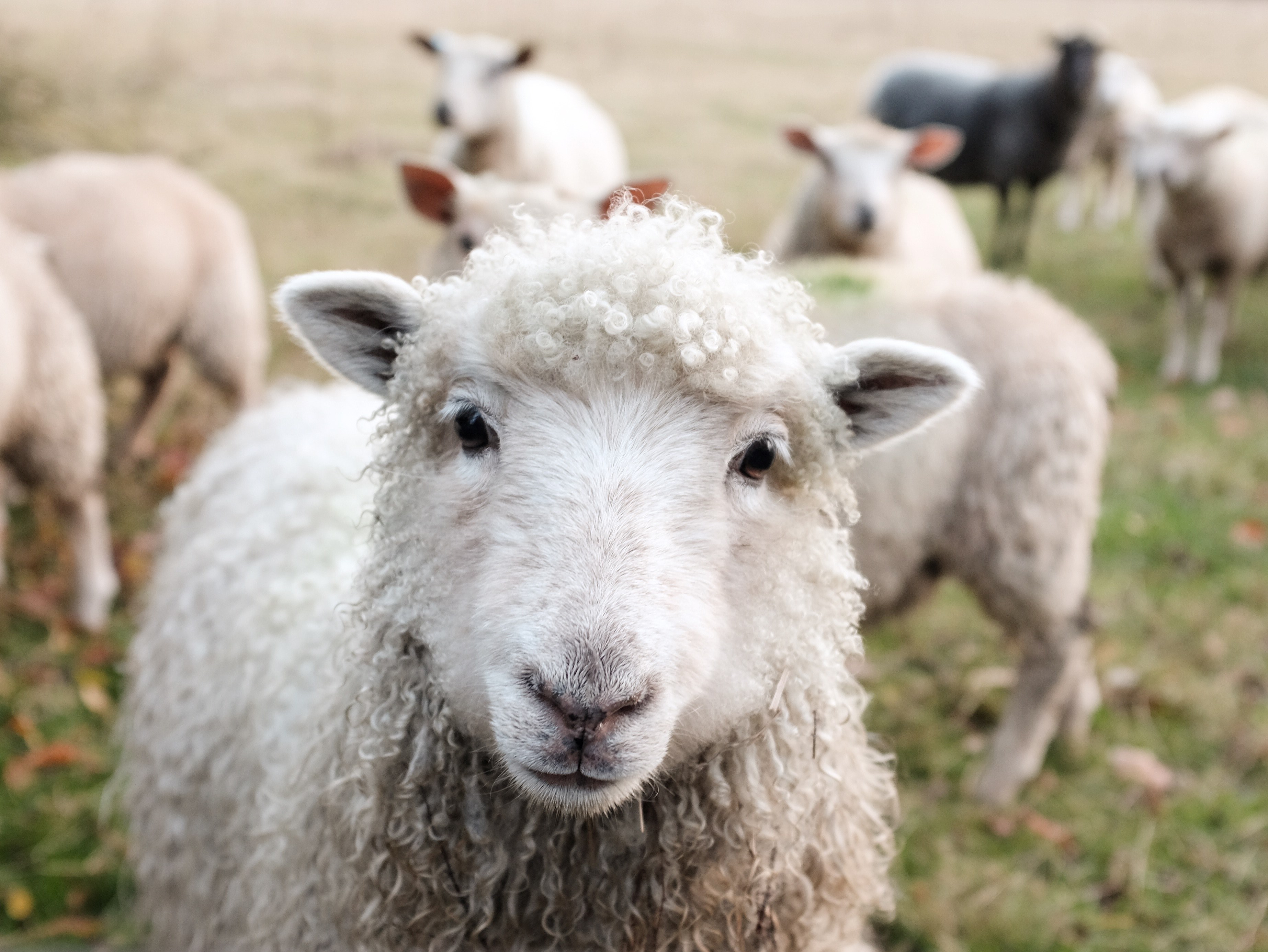 Wallpaper / animal sheep lamb and wool HD 4k wallpaper free download