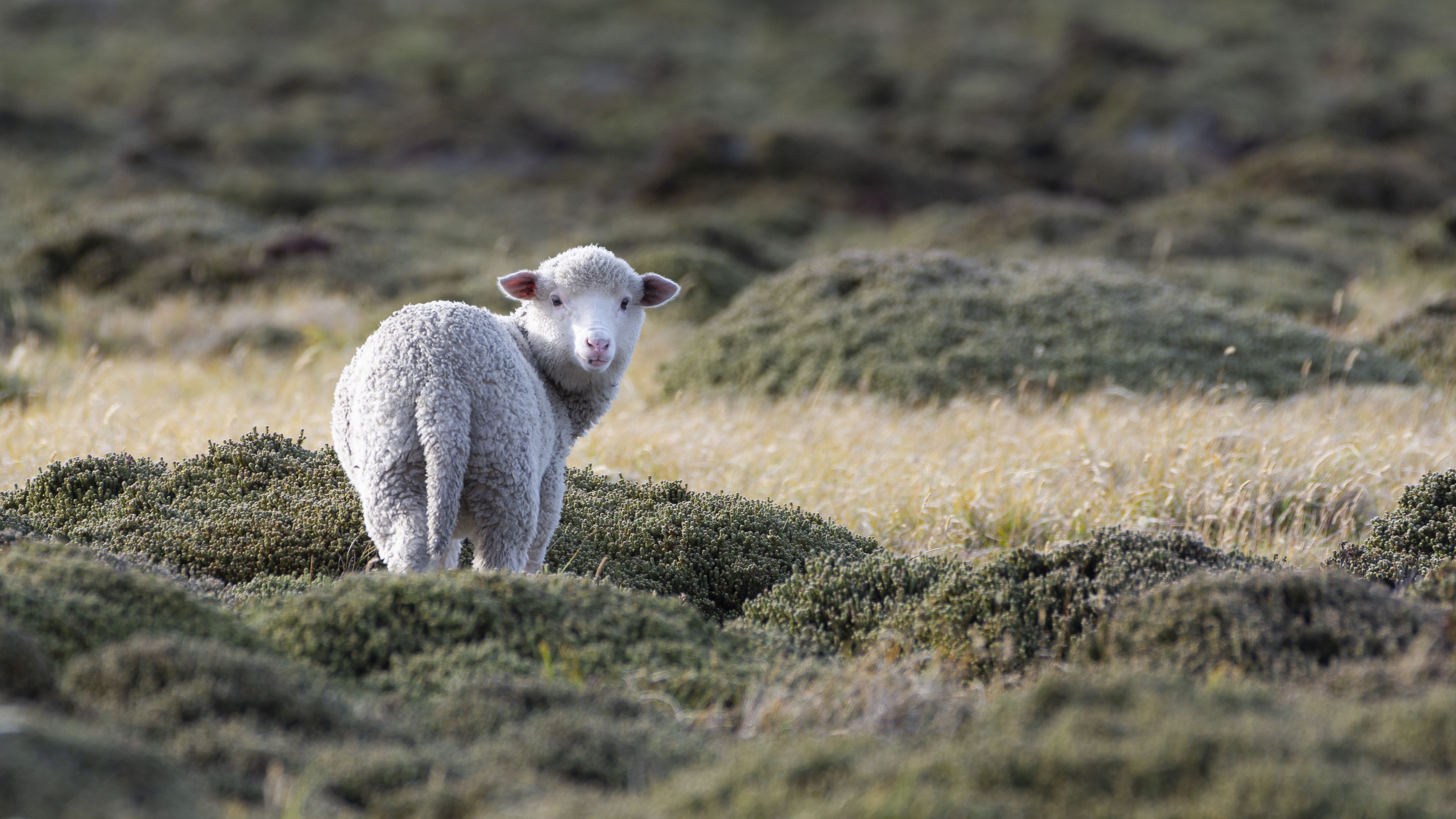 Download wallpaper 3840x2160 sheep, animal, grass 4k uhd 16:9 HD background