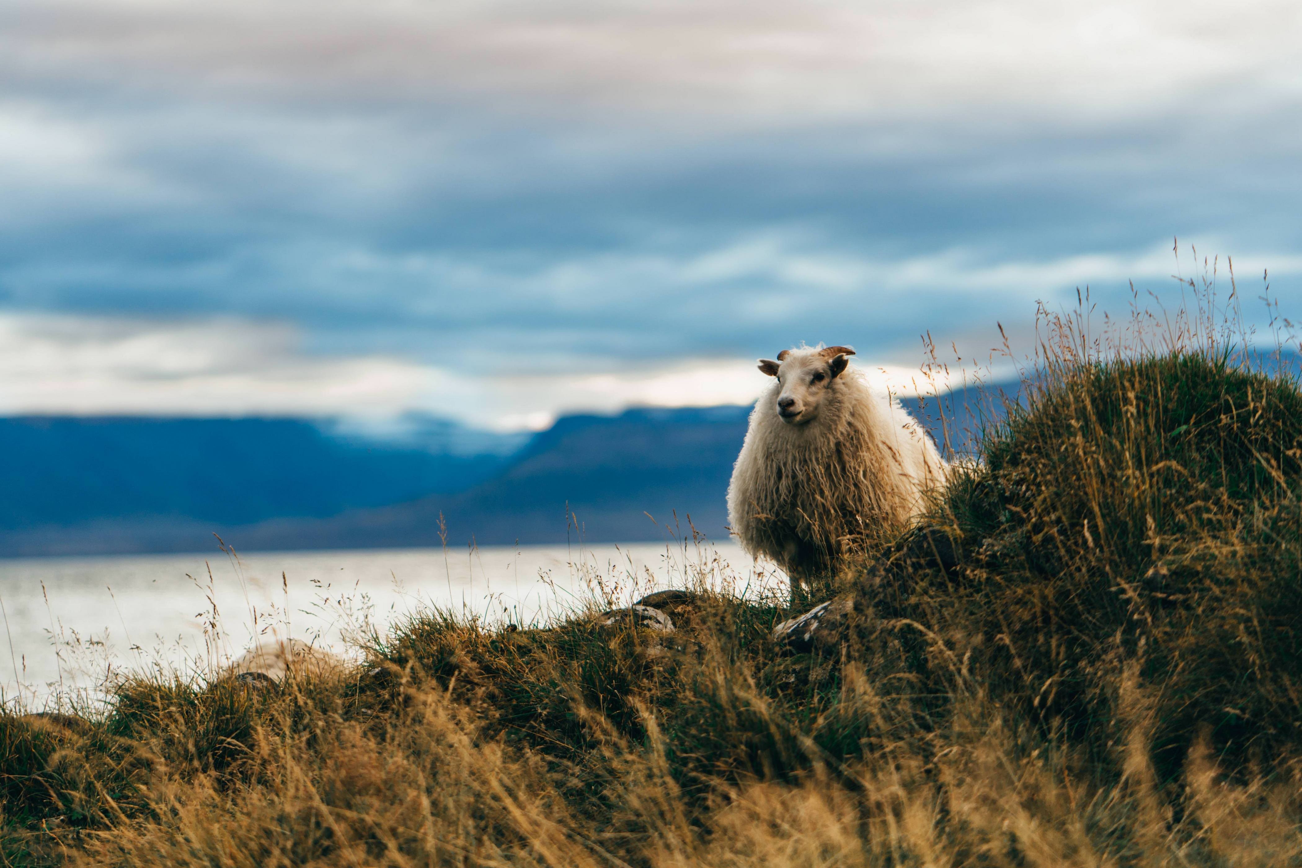 4K, landscape, sheep, sea, mountains, grass, nature, Iceland Gallery HD Wallpaper