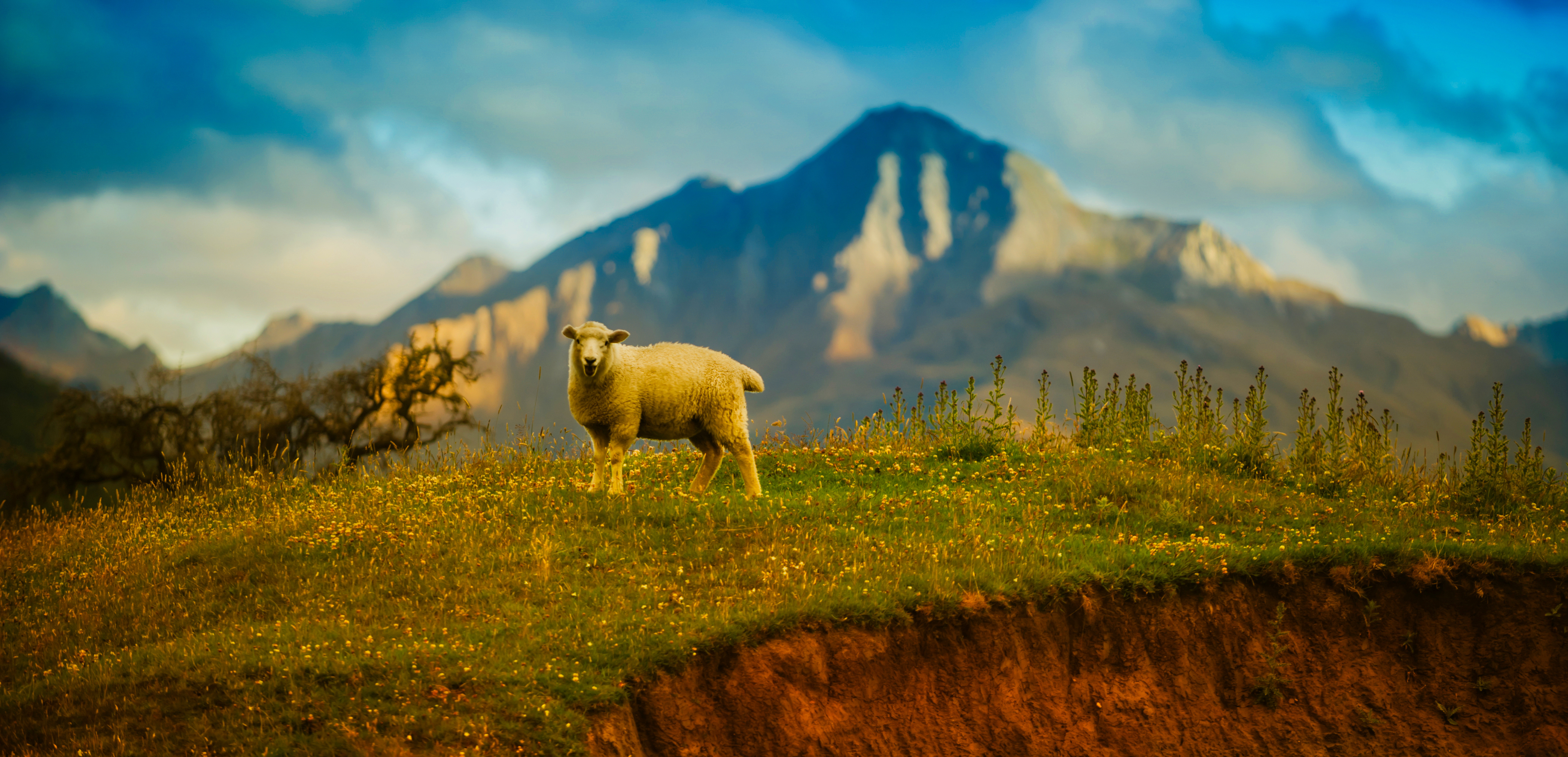New Zealand, Mountain, Sheep, 4K Gallery HD Wallpaper