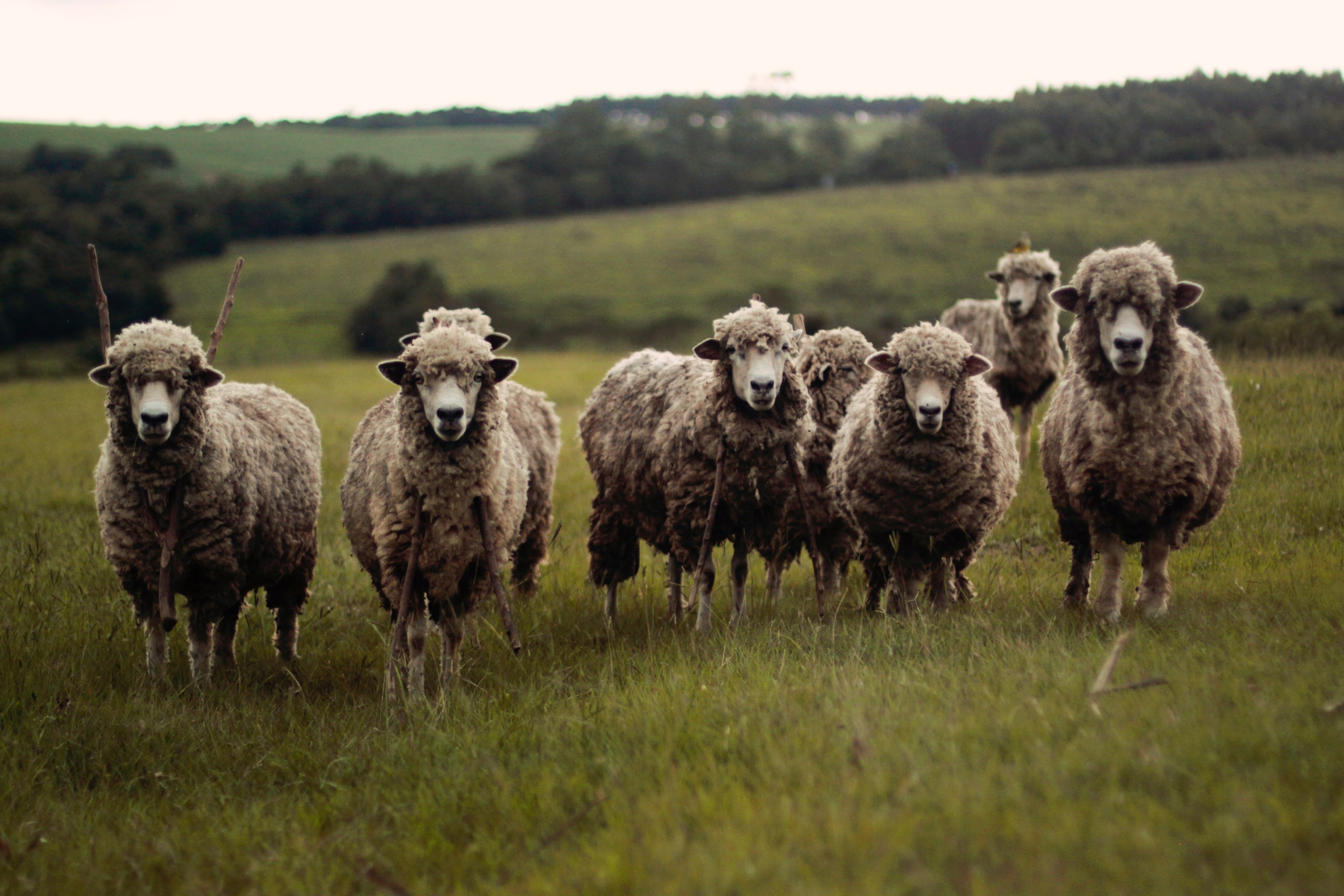 Wallpaper / sheep standing in a grassy field, sheep in field 4k wallpaper free download
