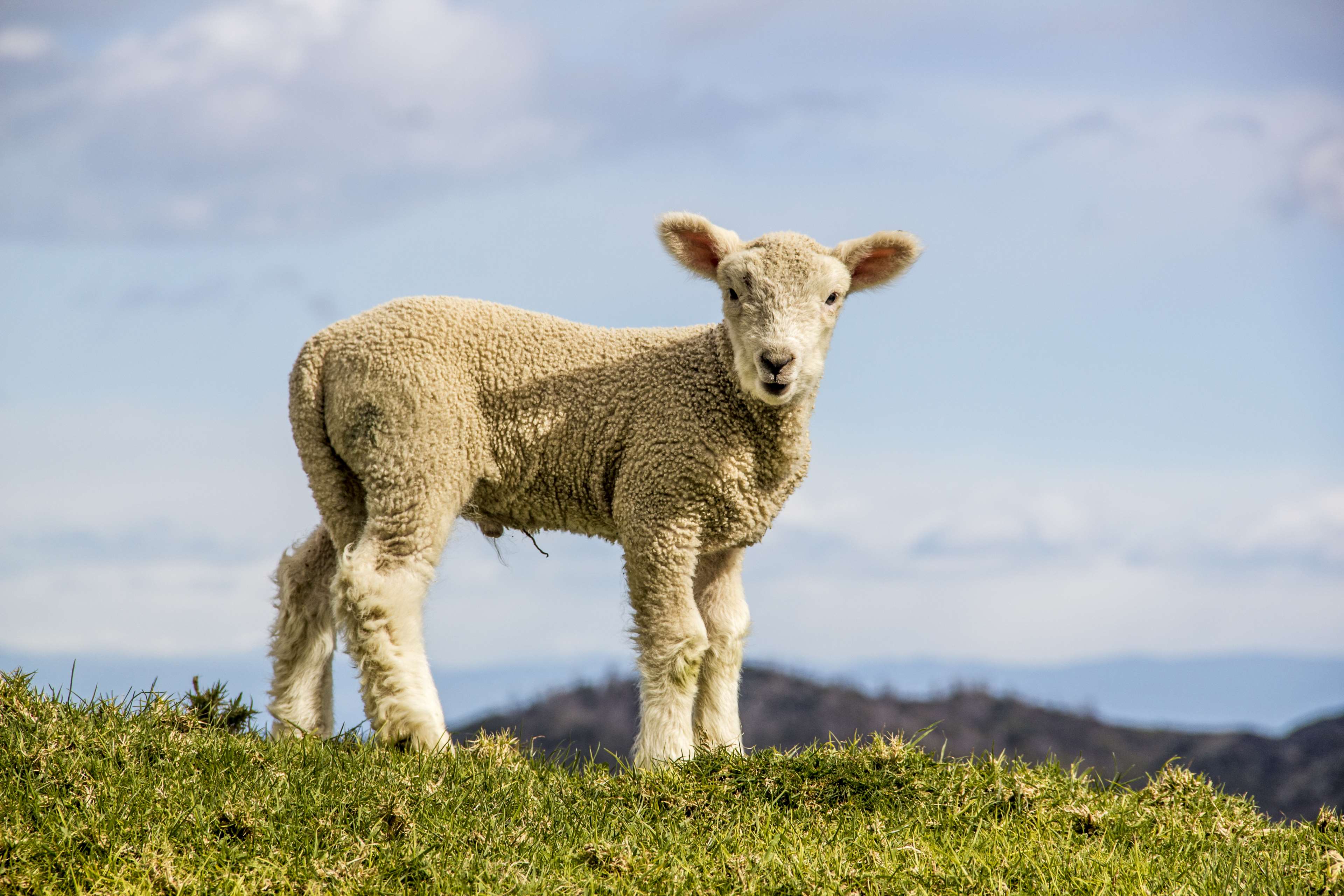 animal, baby, blue, farm, green, lamb, sheep 4k Gallery HD Wallpaper