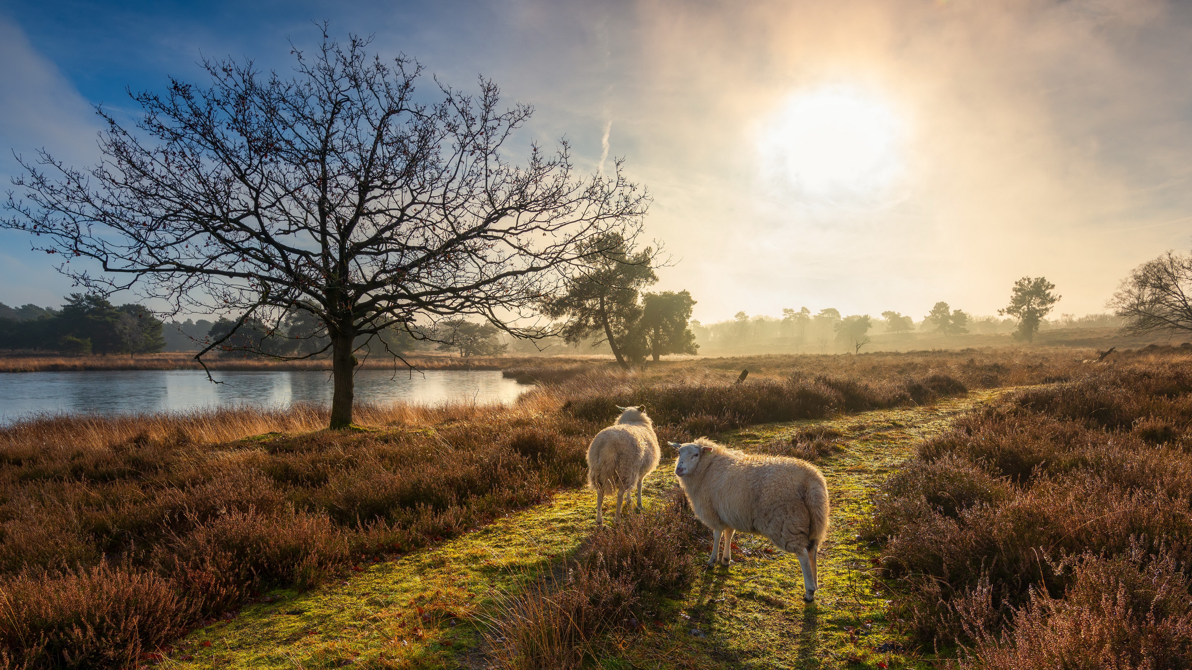 4K Sheep Wallpaper and Background Image