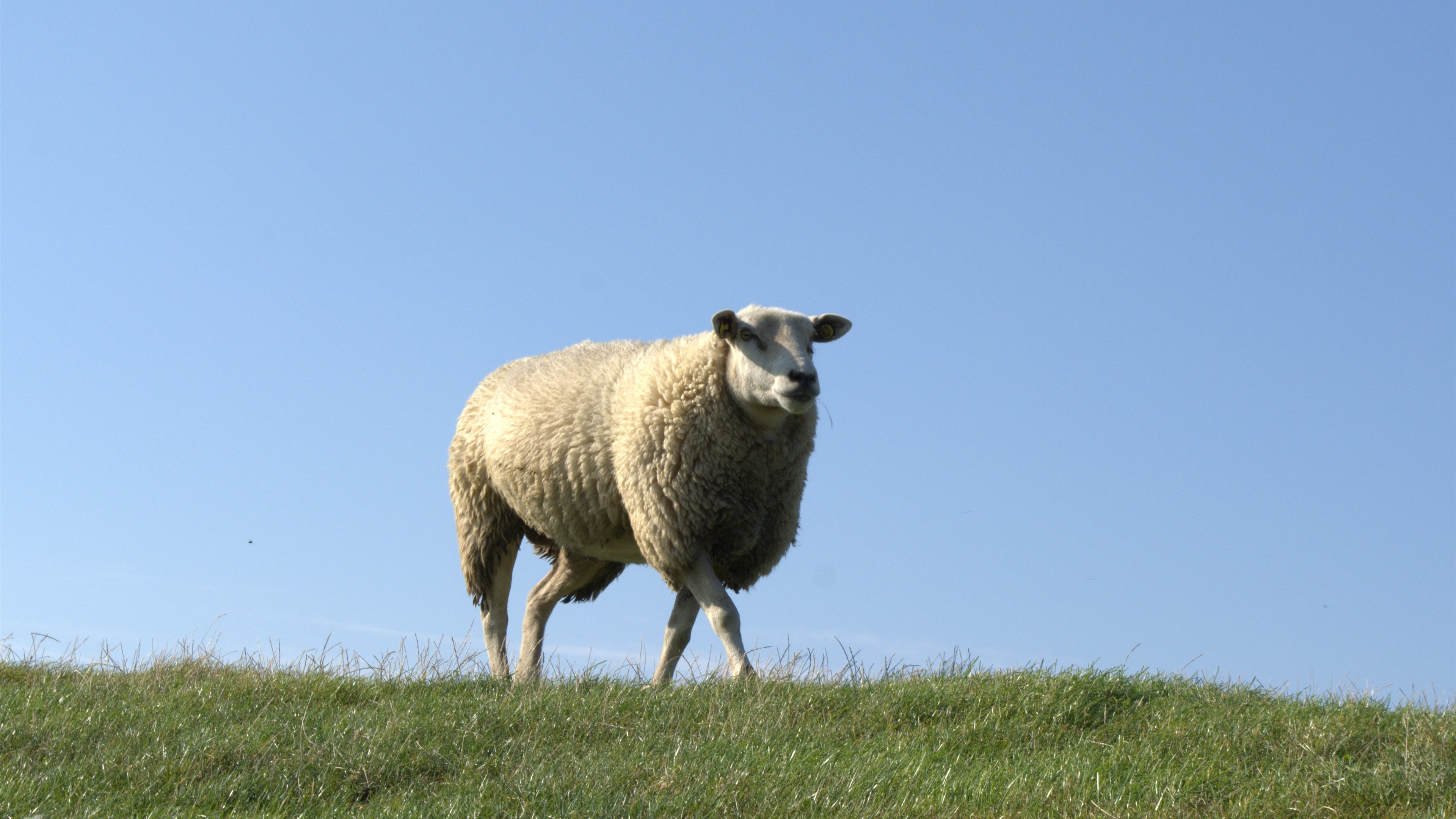 Wallpaper One sheep, walk, grass 3840x2160 UHD 4K Picture, Image
