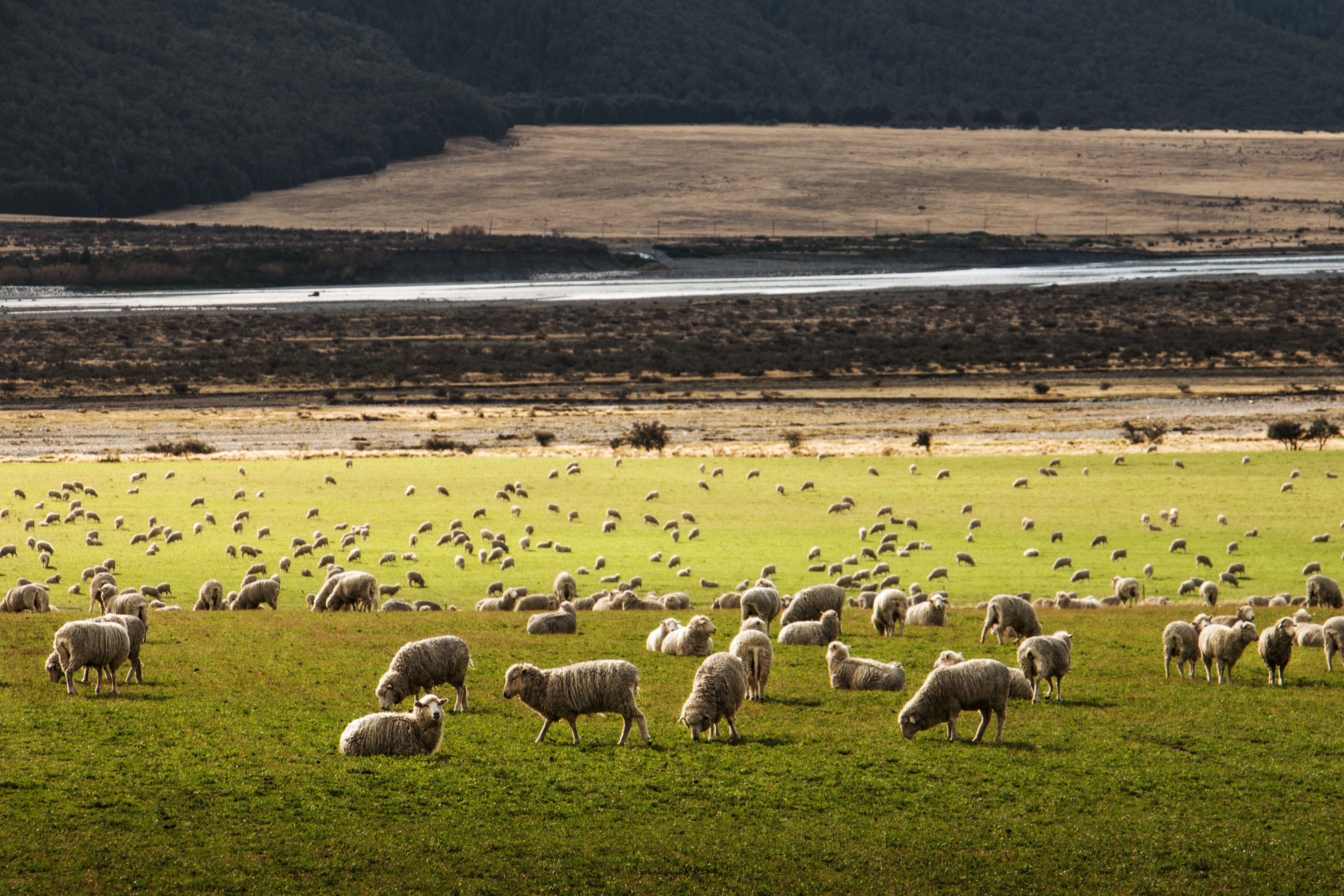Wallpaper / a field of dozens of sheep grazing and walking around on green grass beside a highway curring through a desert plain and a dark forest, sheep grazing 4k