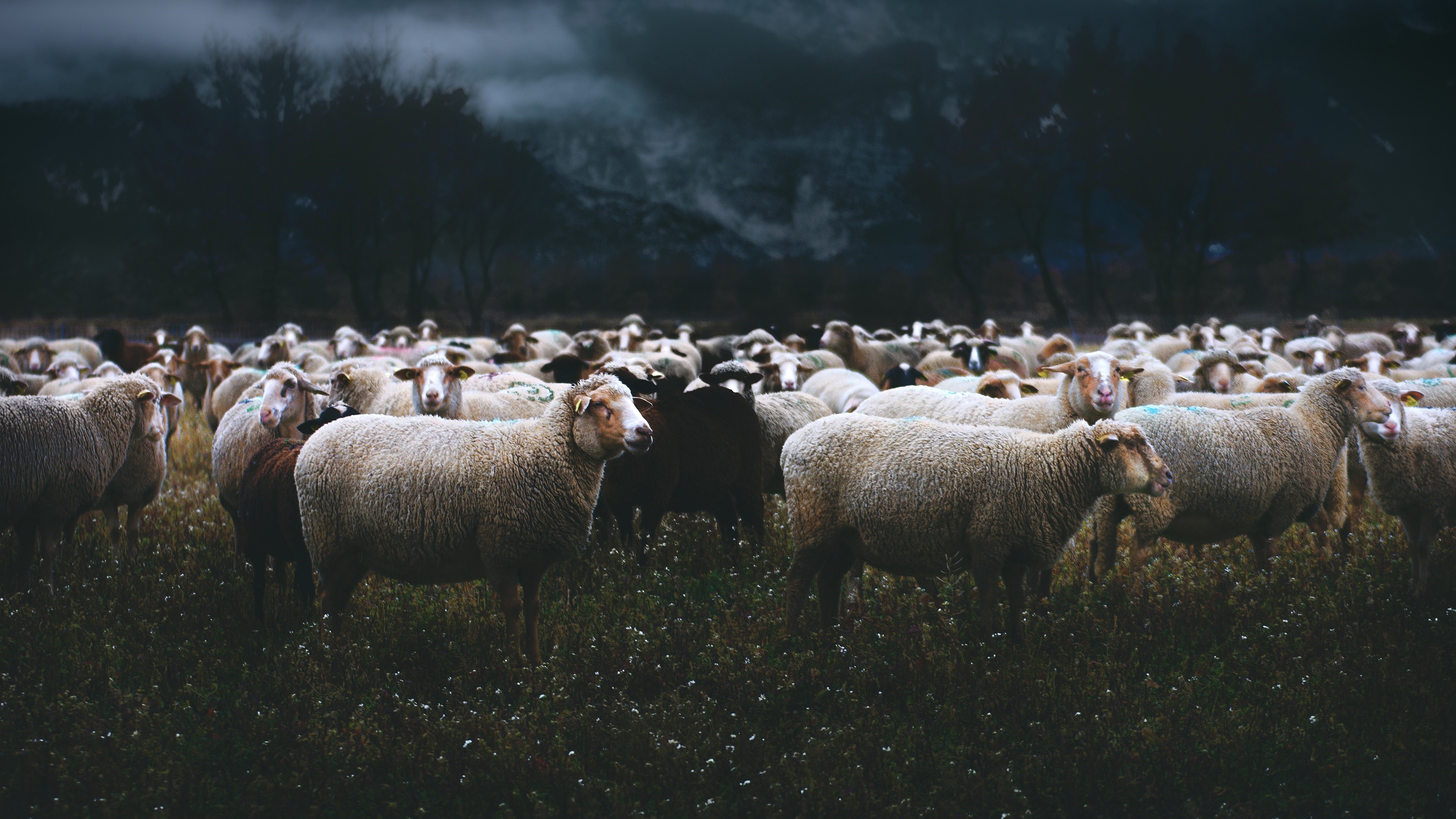 4K, Sheep, Many, Grasslands, Evening, Herd Gallery HD Wallpaper