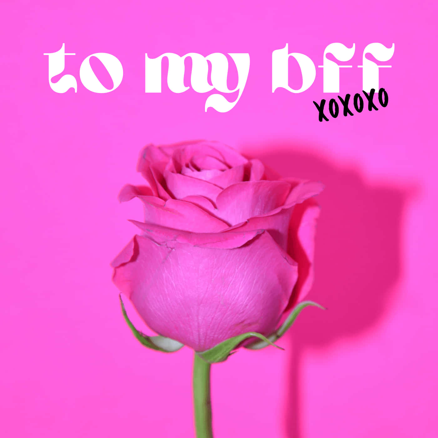 Download Pink Rose Spotify Playlist Cover Wallpaper