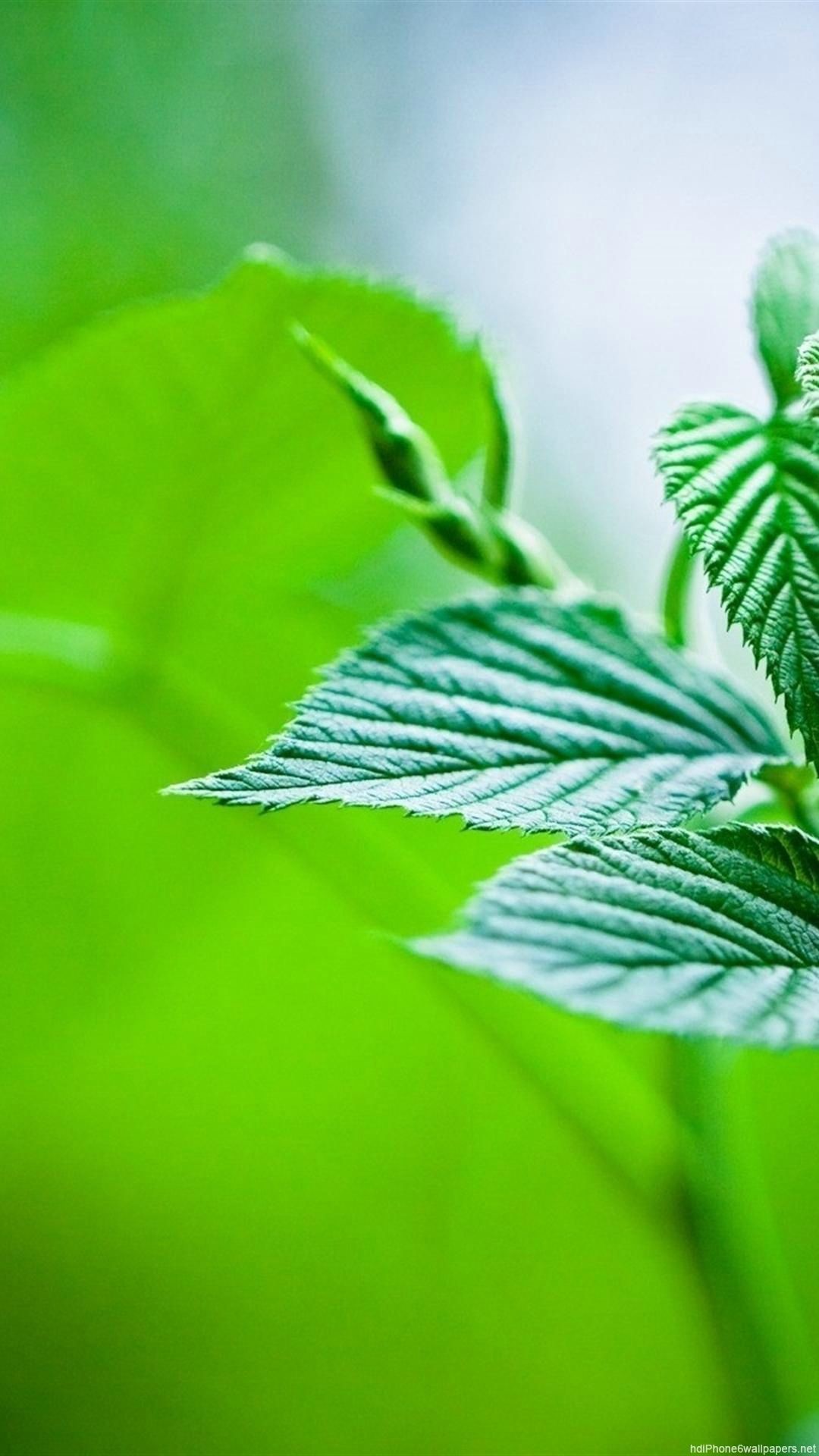 leaves nature iPhone 6 wallpaper HD and 1080P 6 Plus Wallpaper