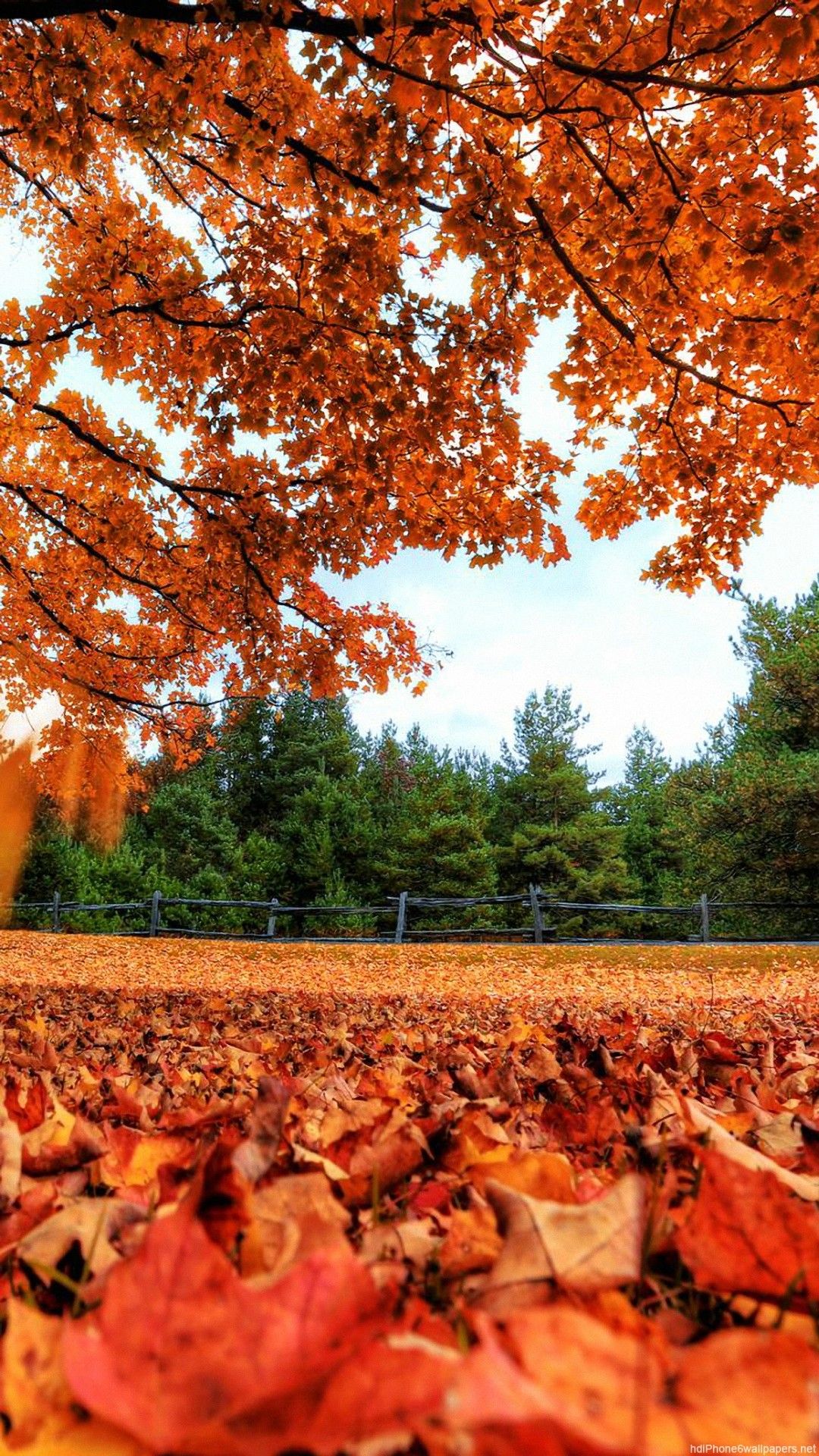 Download Nature Beauty iPhone 6 Wallpaper HD Wallpaper Full HD 1080p For Mobile f. Nature wallpaper, HD nature wallpaper, Beautiful nature wallpaper hd