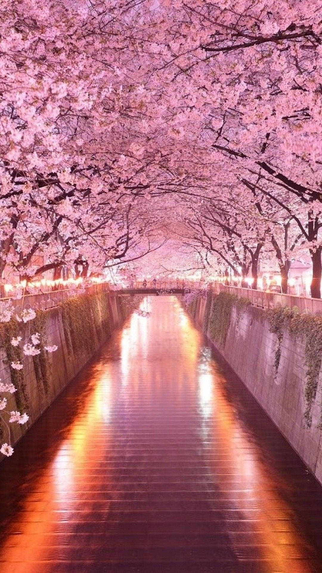 Download Enjoy the Japanese sakura trees under the arch on your iPhone Wallpaper