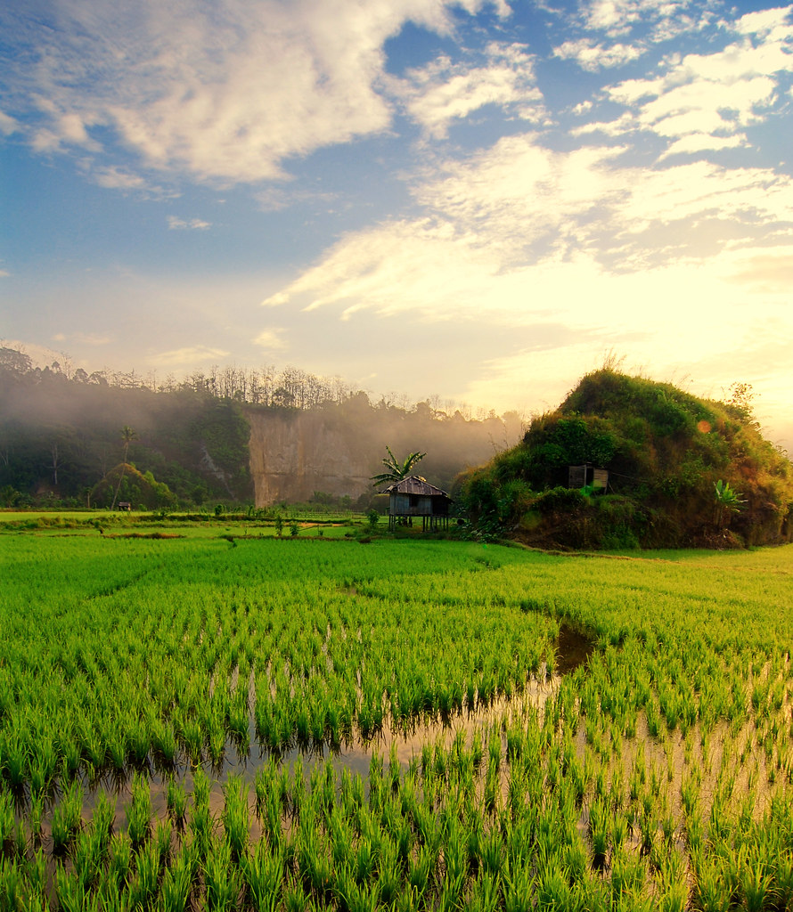 Batu Brak rice field, Lampung. West Lampung, Indonesia