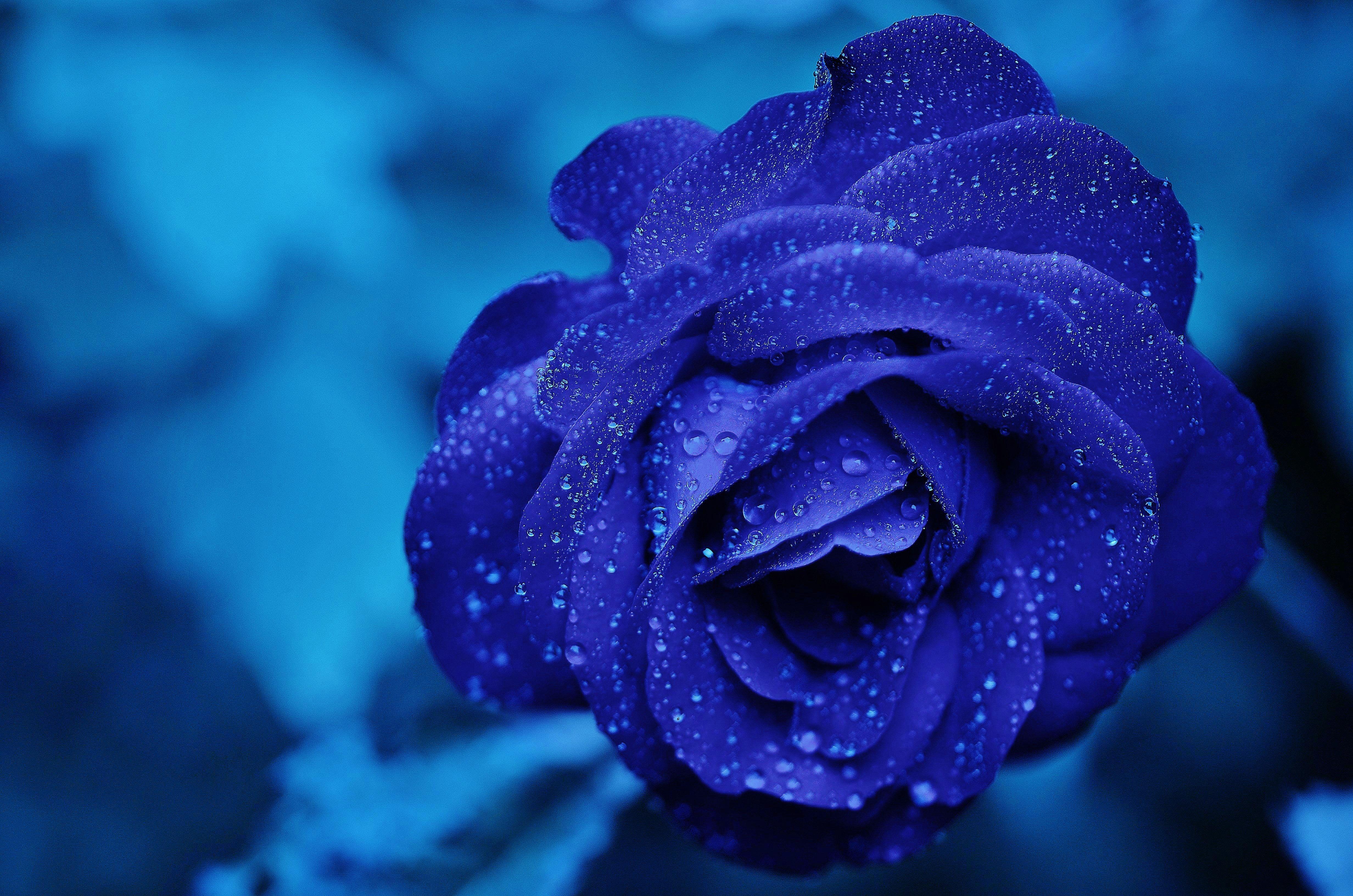 Wallpaper 4k Blue Flower 4k Wallpaper