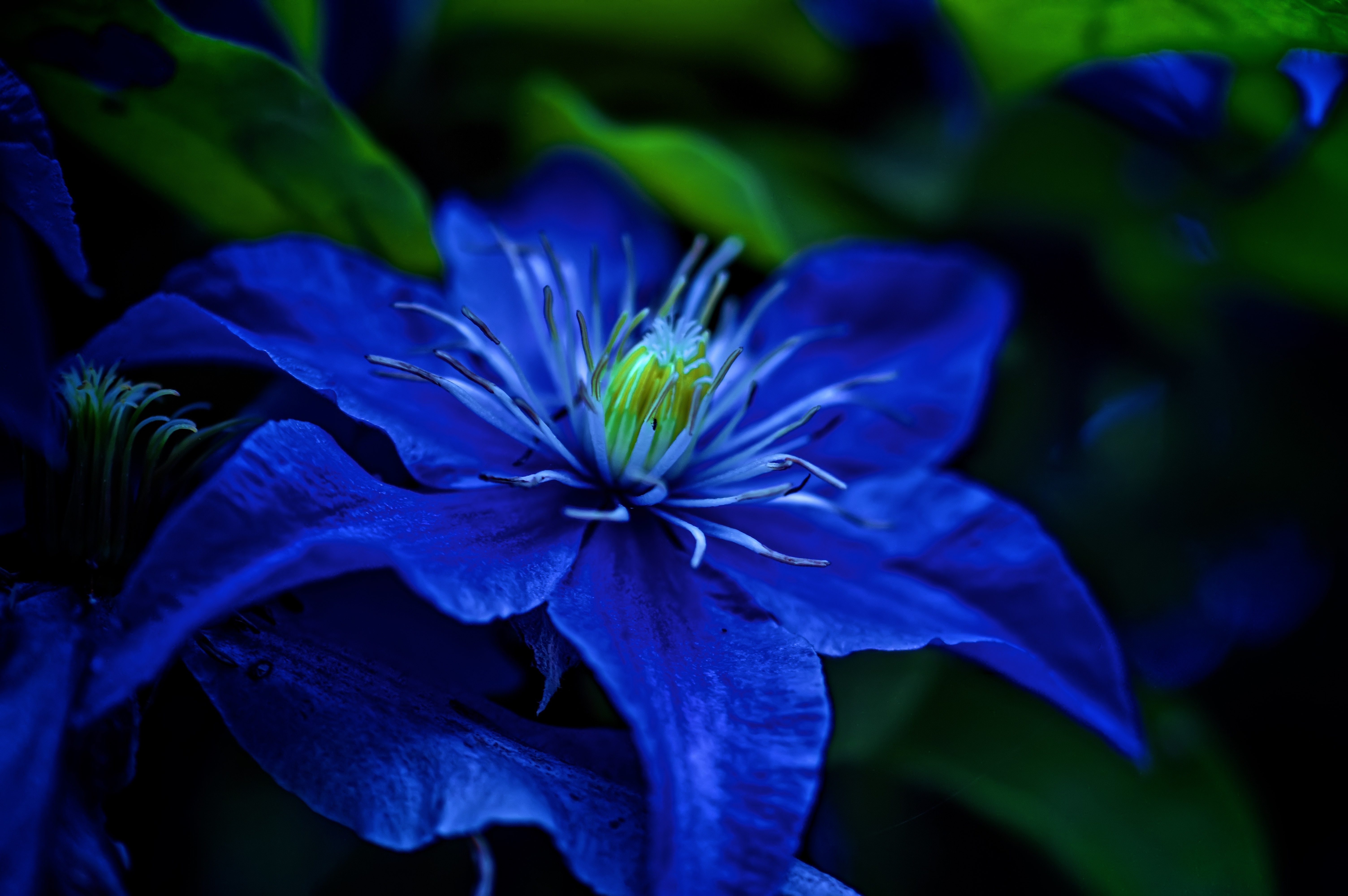 4K Blue Flower Wallpaper and Background Image
