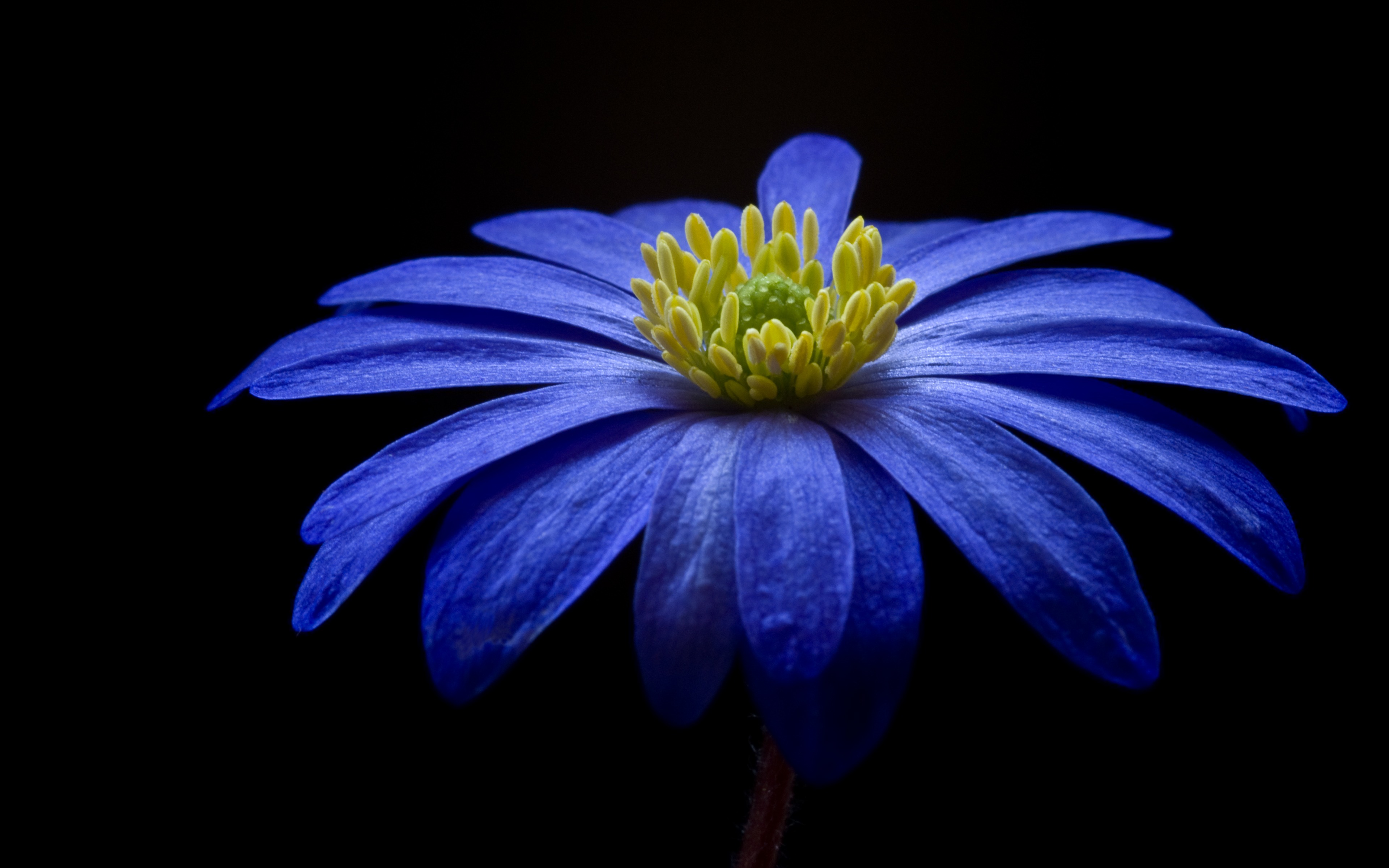 Free download 4K Papers Blue flower wallpaper [3840x2400] for your Desktop, Mobile & Tablet. Explore 4K Flower Wallpaper. Flower Background, Flower Wallpaper, Flower Background