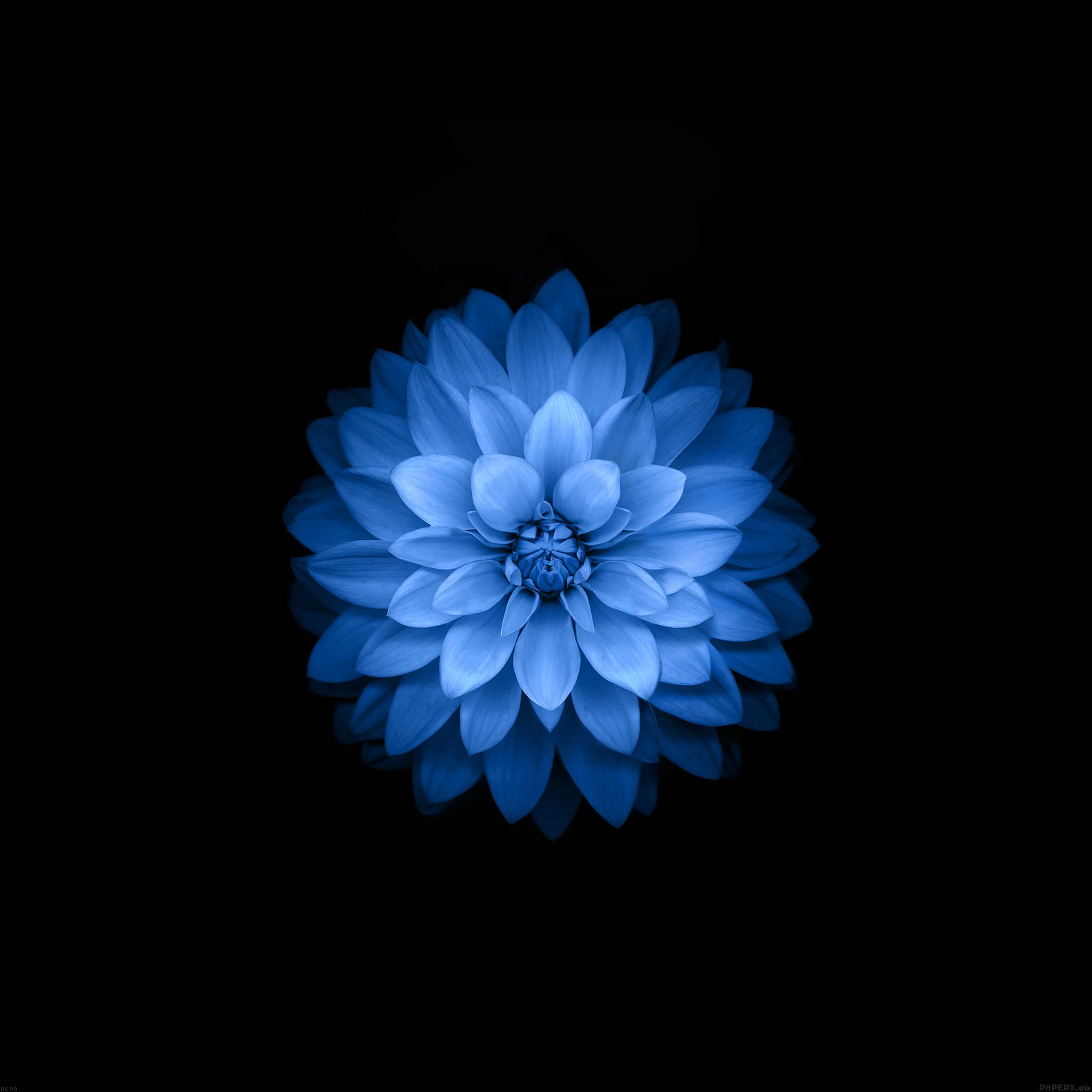 blue lotus d'écran fleur hd, Papier peint à fleurs, Fleur de lotus bleue