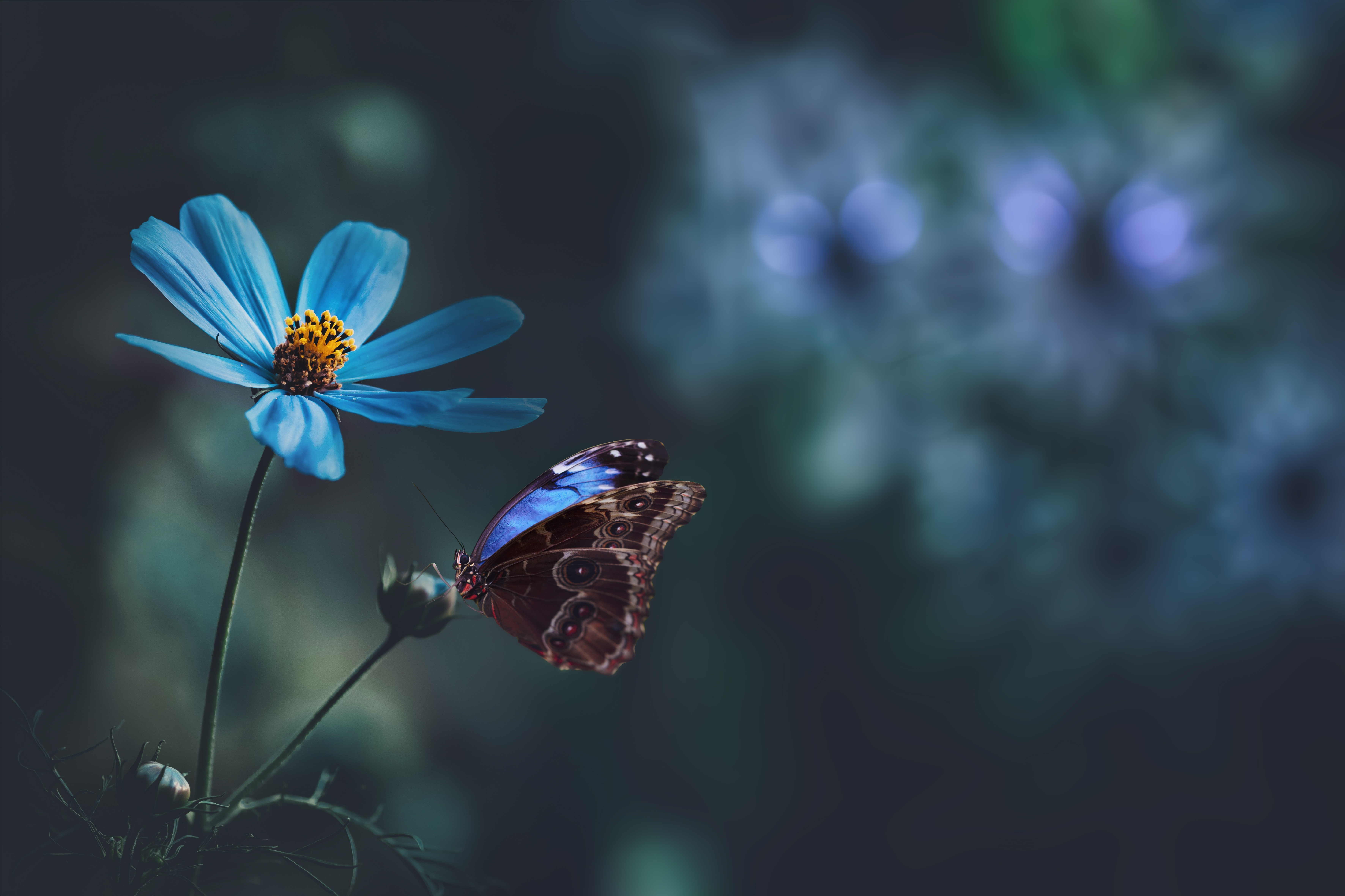 Blue Flower Macro Animal Butterfly 4k