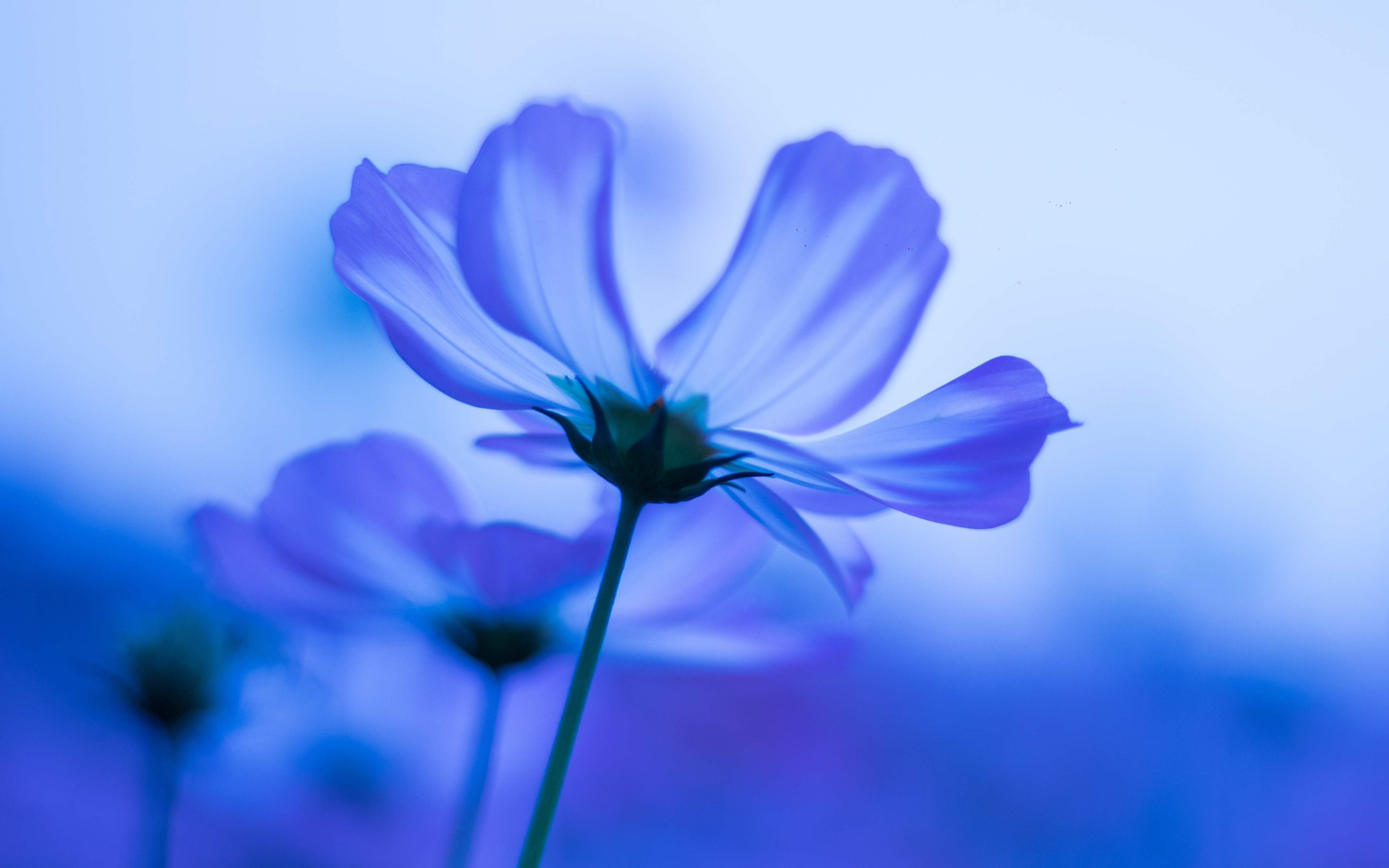 Download wallpaper 3840x2400 blue flowers, cosmos, blur 4k wallaper, 4k ultra HD 16:10 wallpaper, 3840x2400 HD background, 3670