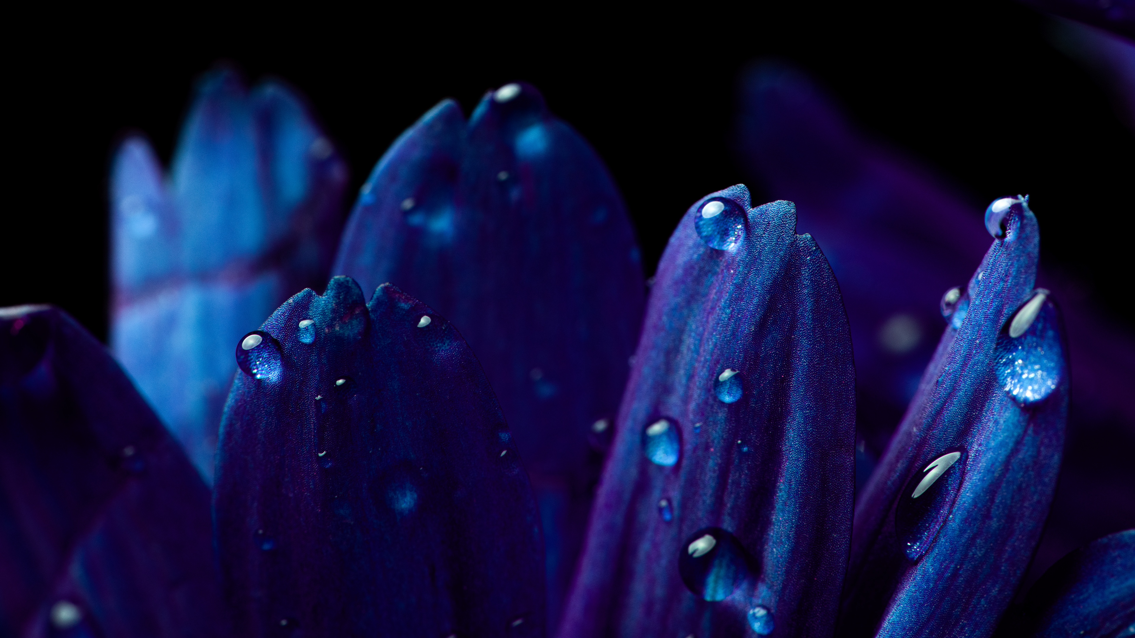 Blue flower Wallpaper 4K, Petals, Macro, Vivid, Flowers