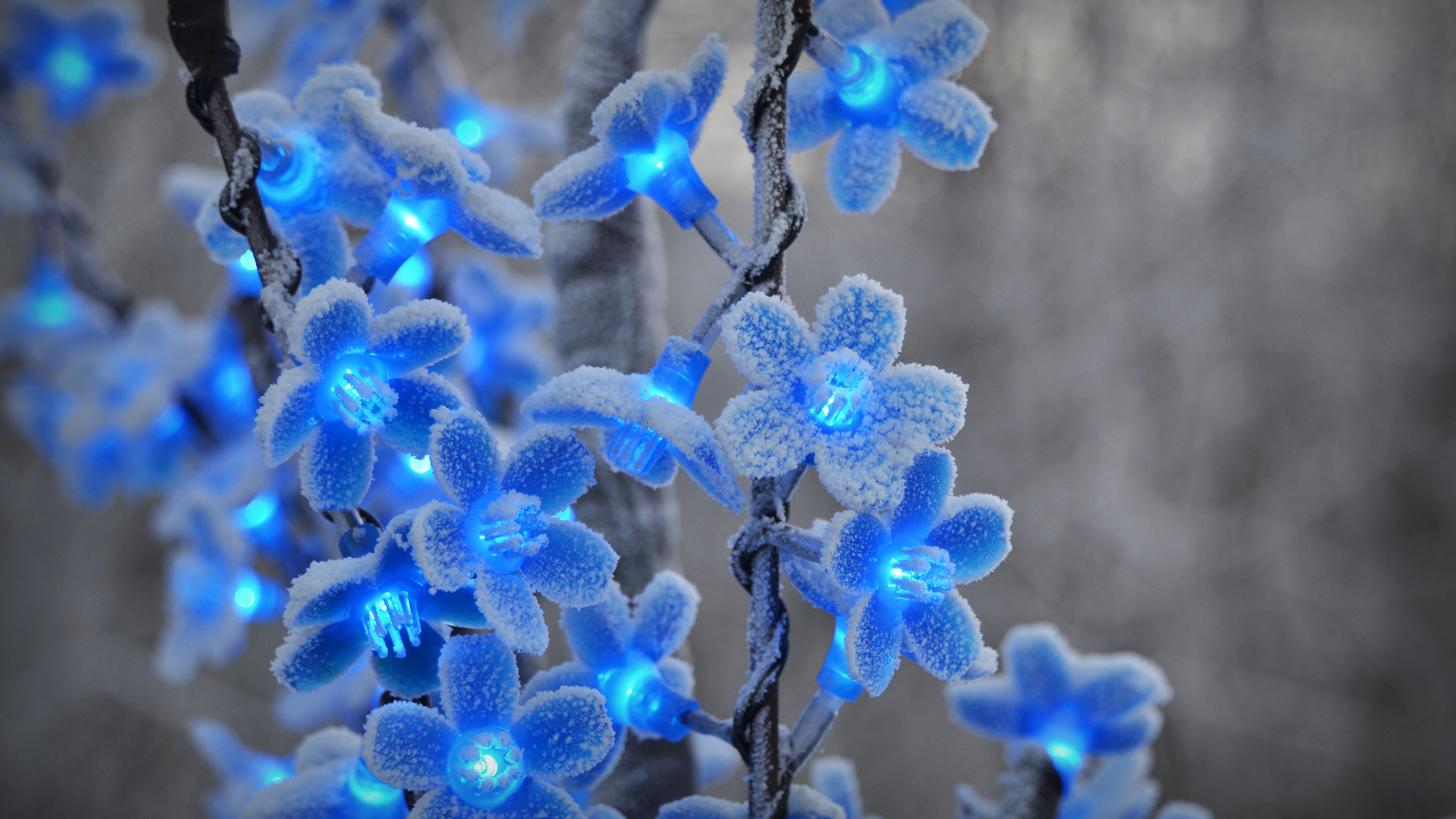 Wallpaper Festival lights, blue flowers 3840x2160 UHD 4K Picture, Image