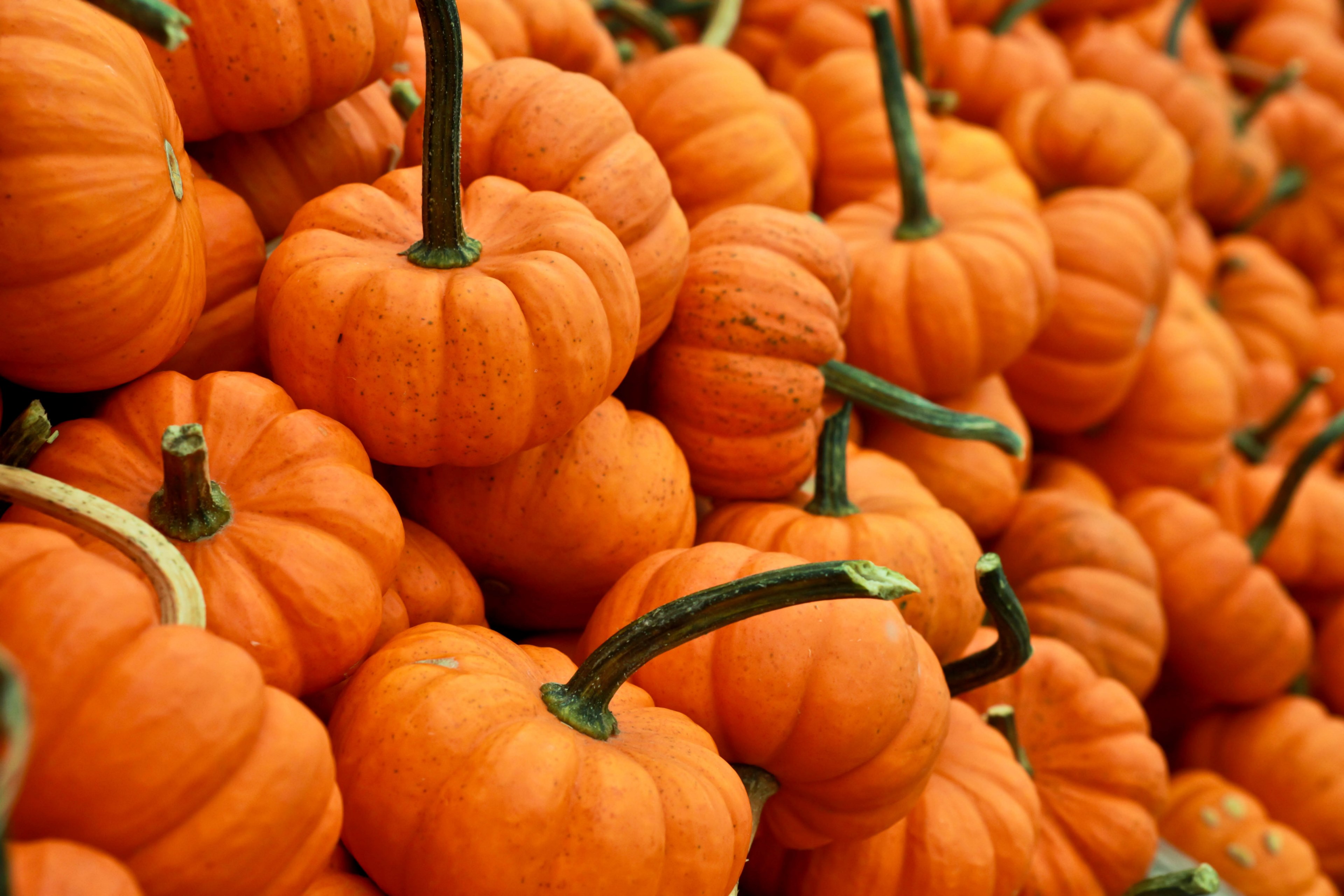 Wallpaper / stack of small orange pumpkins and gourds at an autumn market, halloween pumpkins 4k wallpaper free download