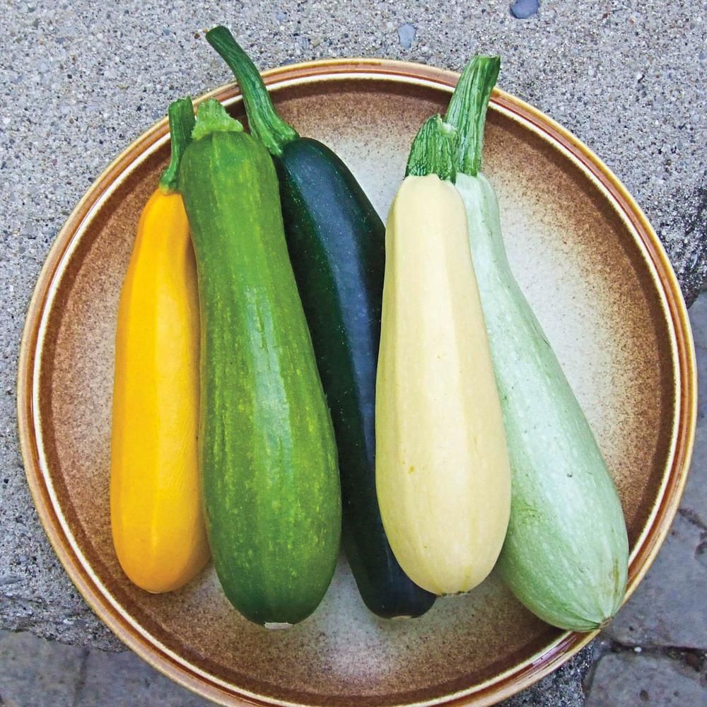Gurney's Summer Squash Summer Bounty Hybrid Vegetable Seed Blend (25 Seed Packet) 64600 Home Depot. Vegetable seed, Summer squash, Fruits and vegetables image