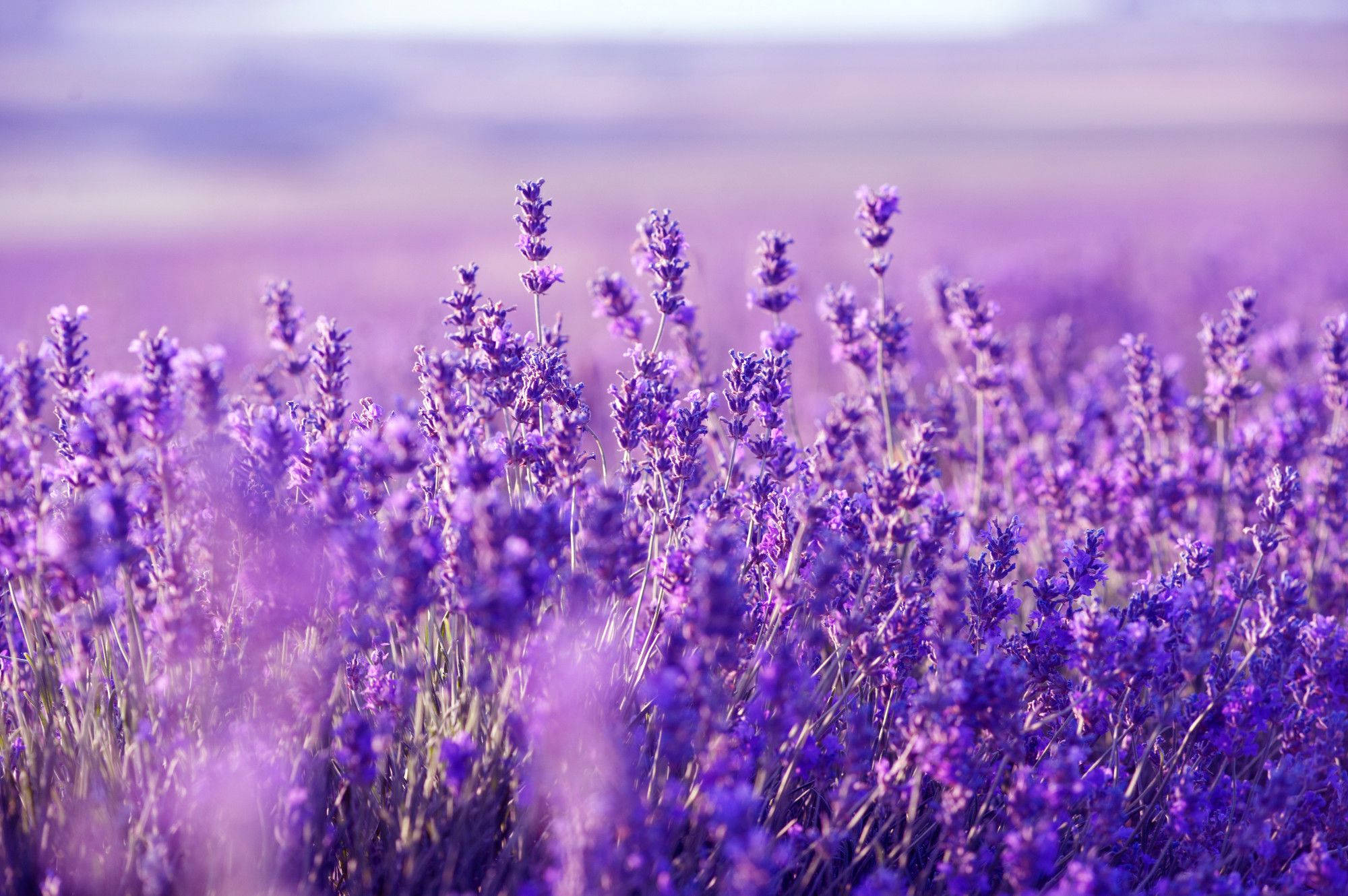 Lavender Desktop Wallpaper