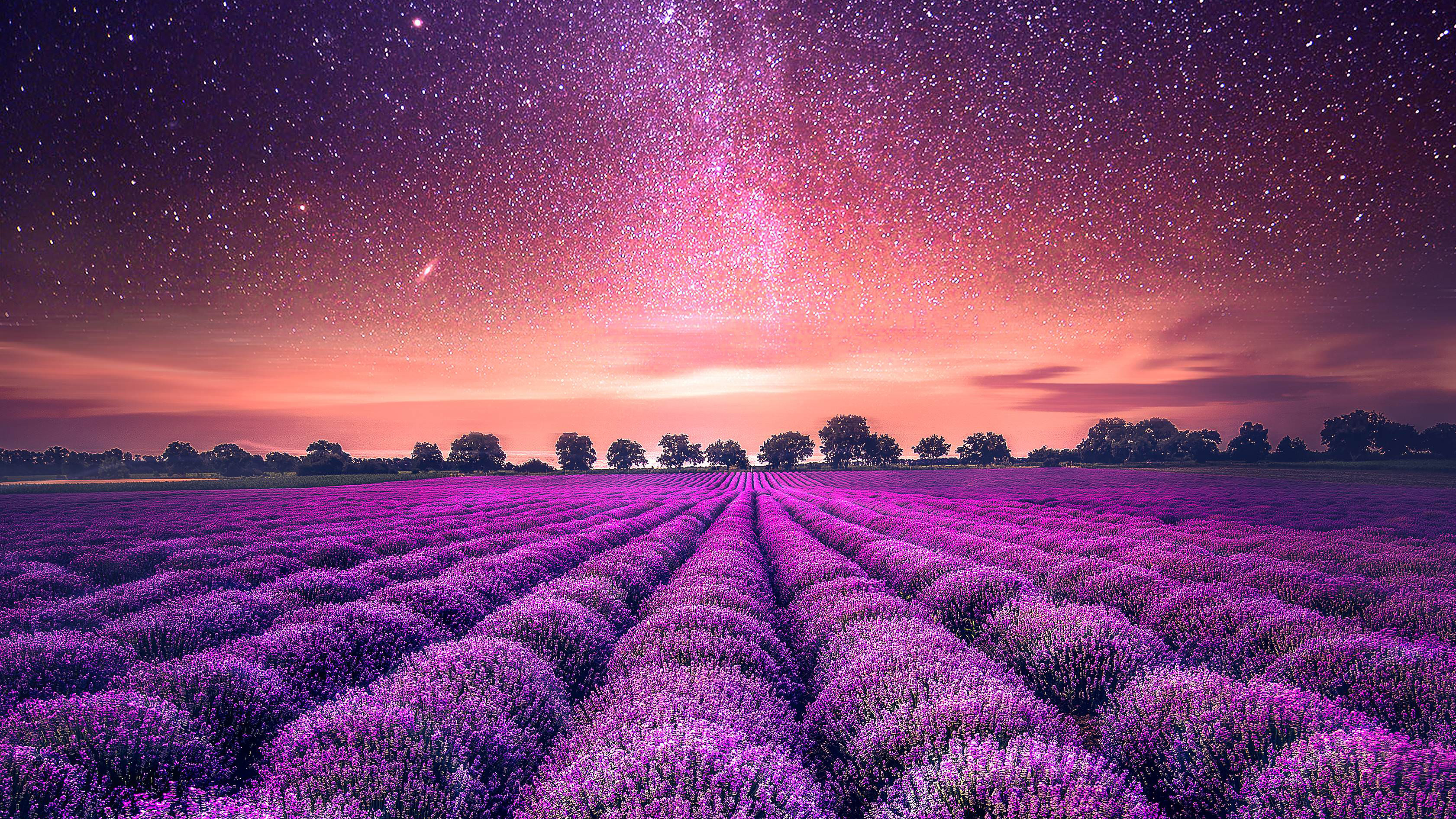 lavender 1080P, 2k, 4k HD wallpaper, background free download. Rare Gallery