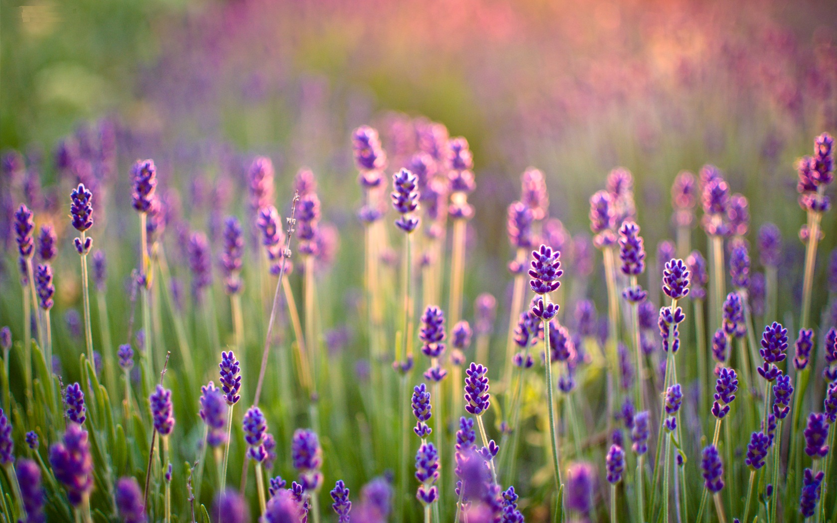 Lavender Desktop Wallpaper
